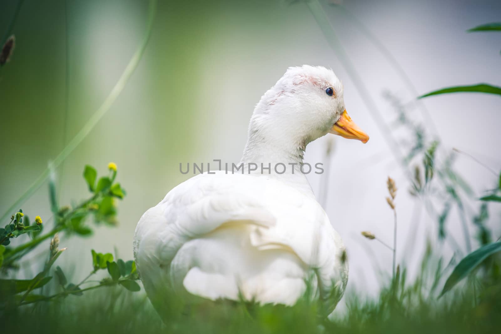 domestic goose resting on fresh grass