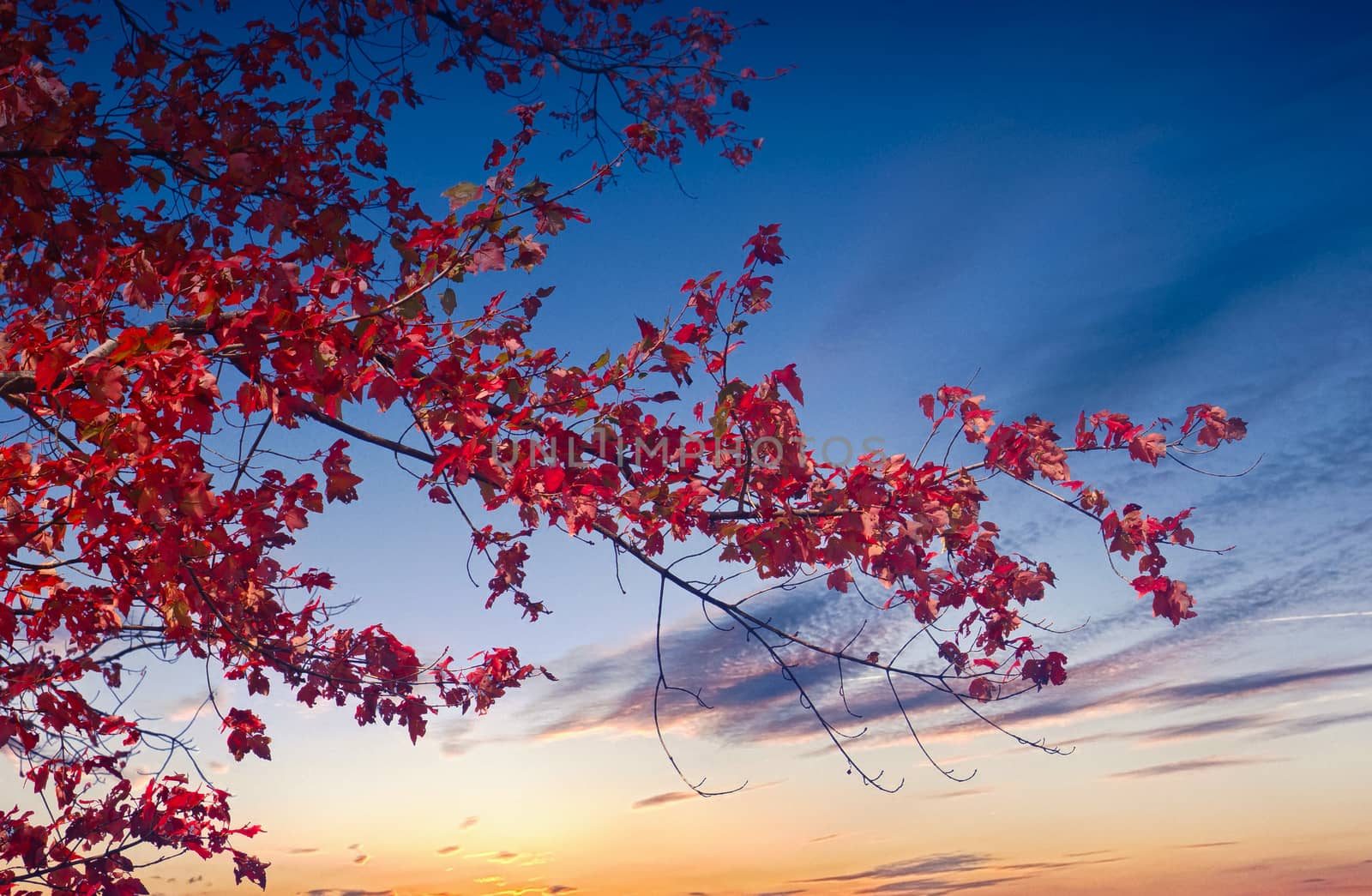 Leaves of brilliant red on a tree against a blue sky