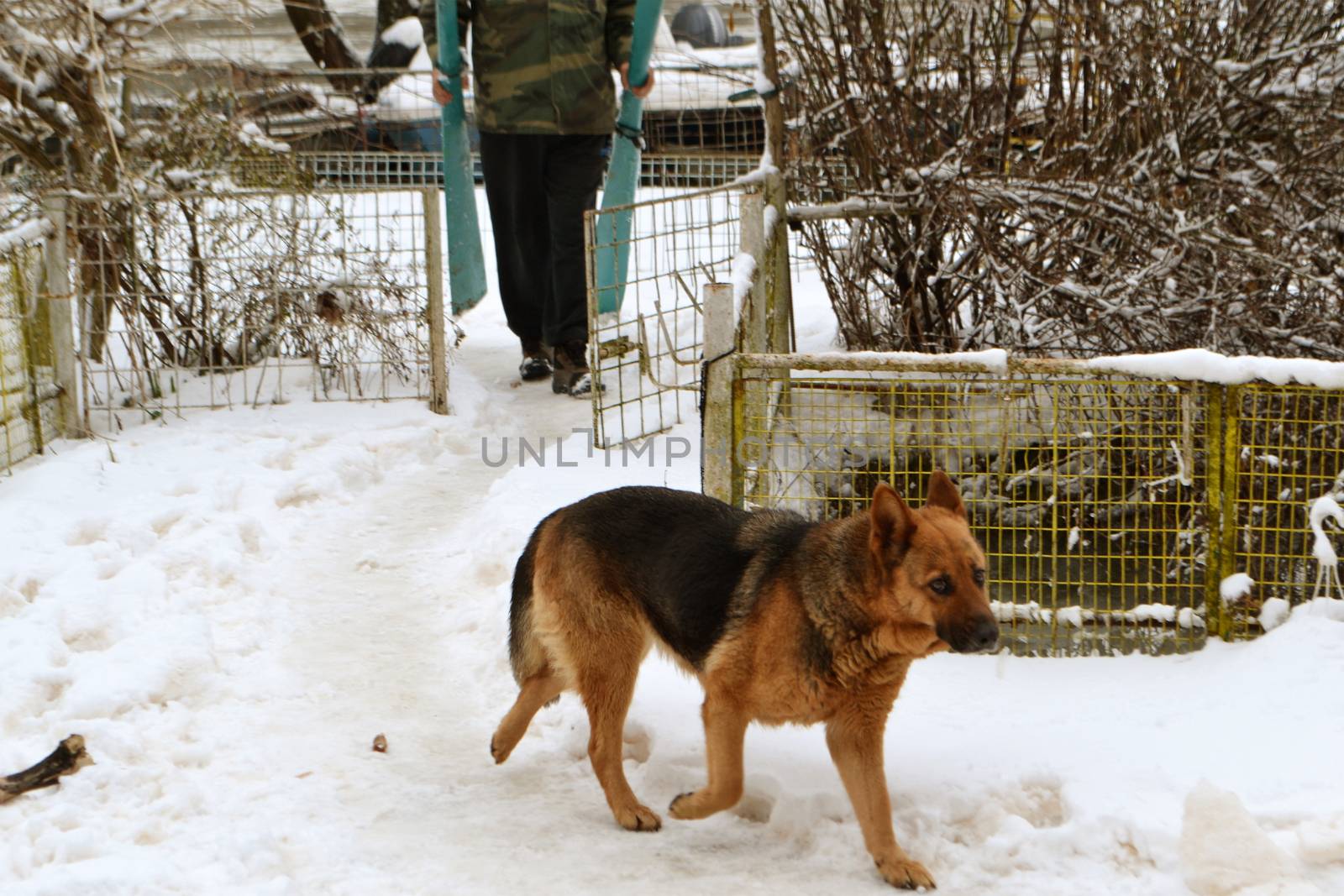 Winter with big water in the Borcea arm meadow at the beginning of March.
The wolf dog that watches the boats goes on the snowy path
