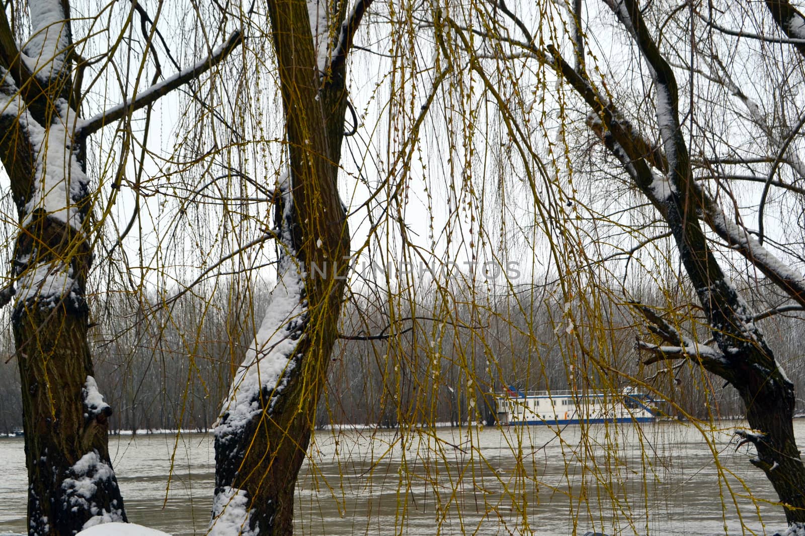 Winter with ice-cold water on the Borcea arm at the end of winter.
The willow forests on the banks of the river froze.