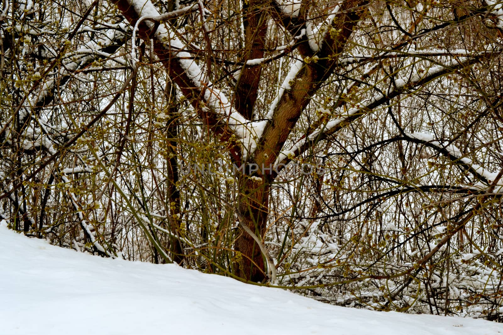 Winter with ice-cold water on the Borcea arm at the end of winter.
The forests of the Borcea meadow froze.