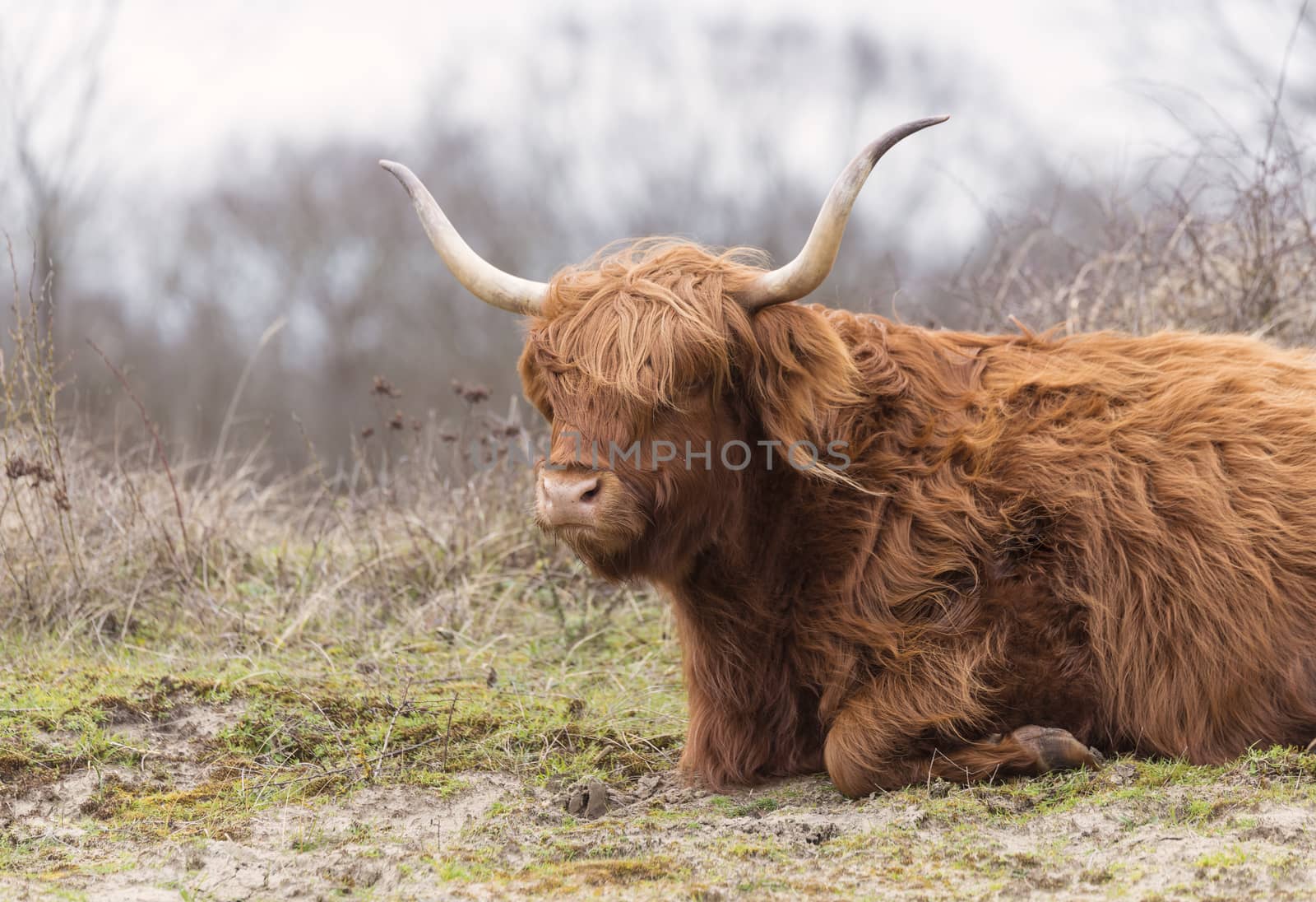 closeup galloway with big horns in the dutch nature