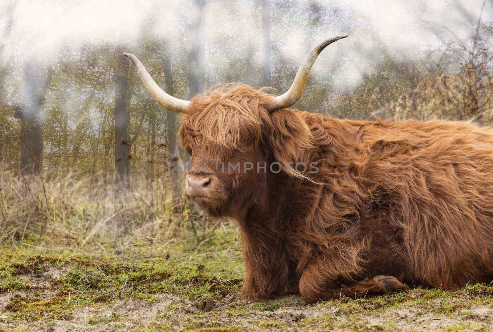 closeup galloway with big horns in the dutch nature