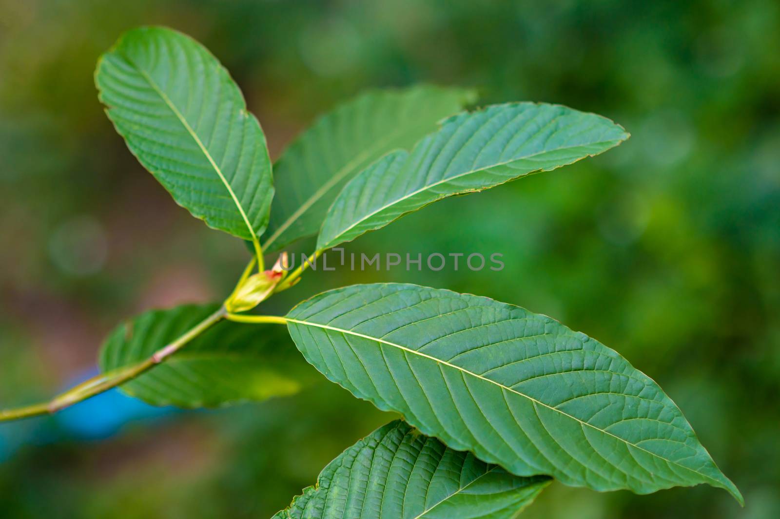 Kratom (Mitragyna speciosa) green Is a type of drug by sarayut_thaneerat