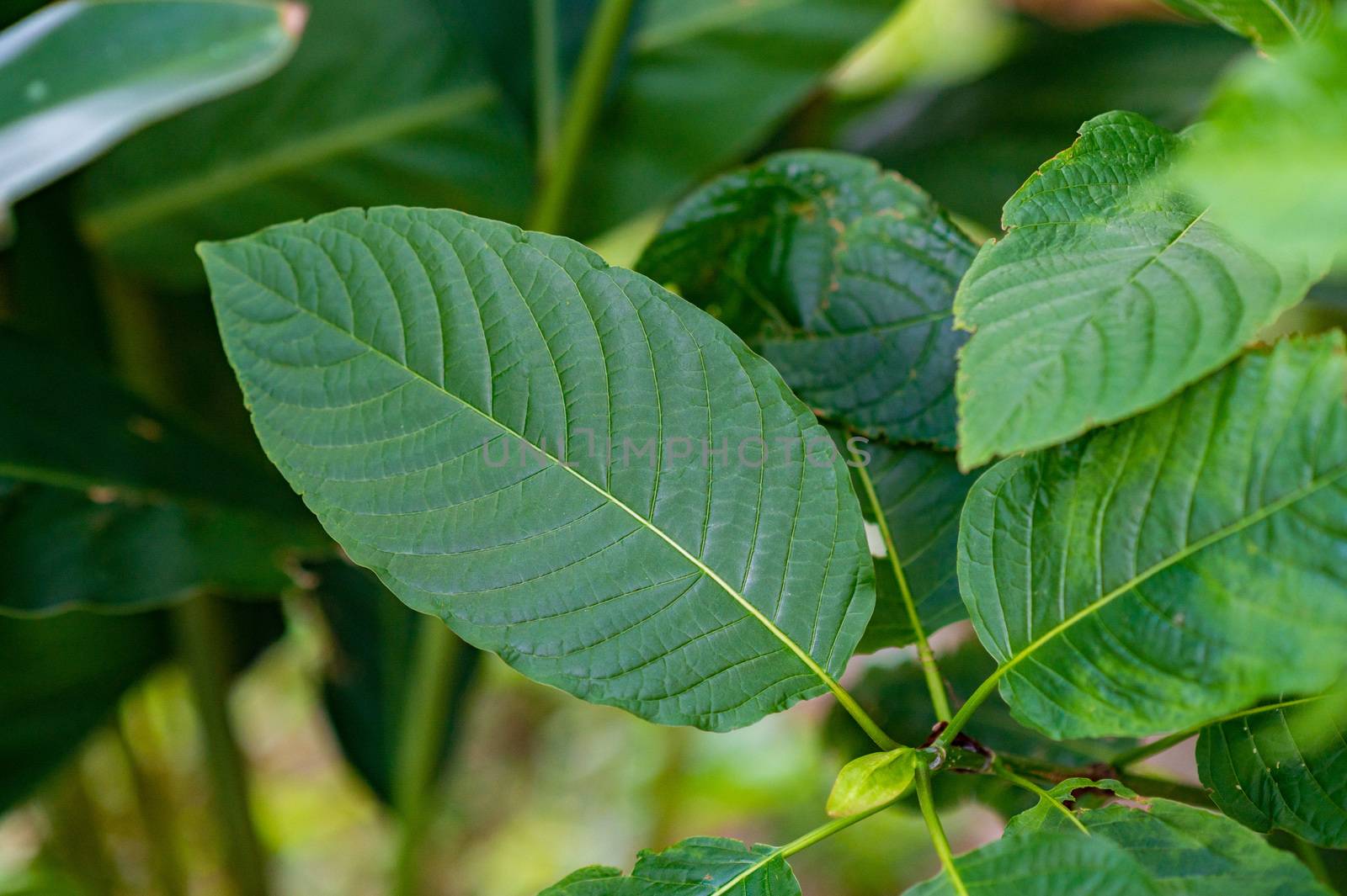 Kratom (Mitragyna speciosa) green Is a type of drug