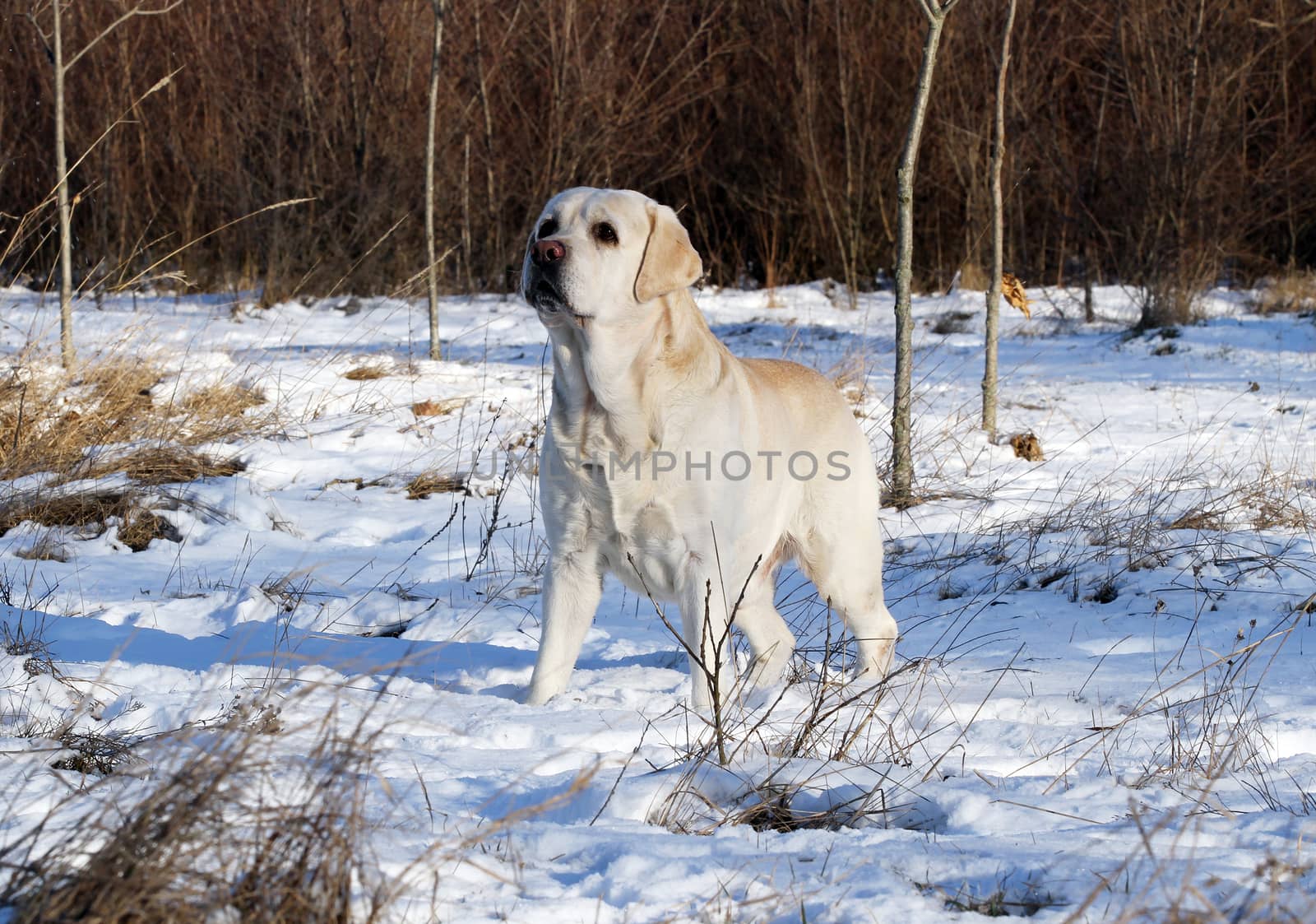 yellow labrador in the snow in winter