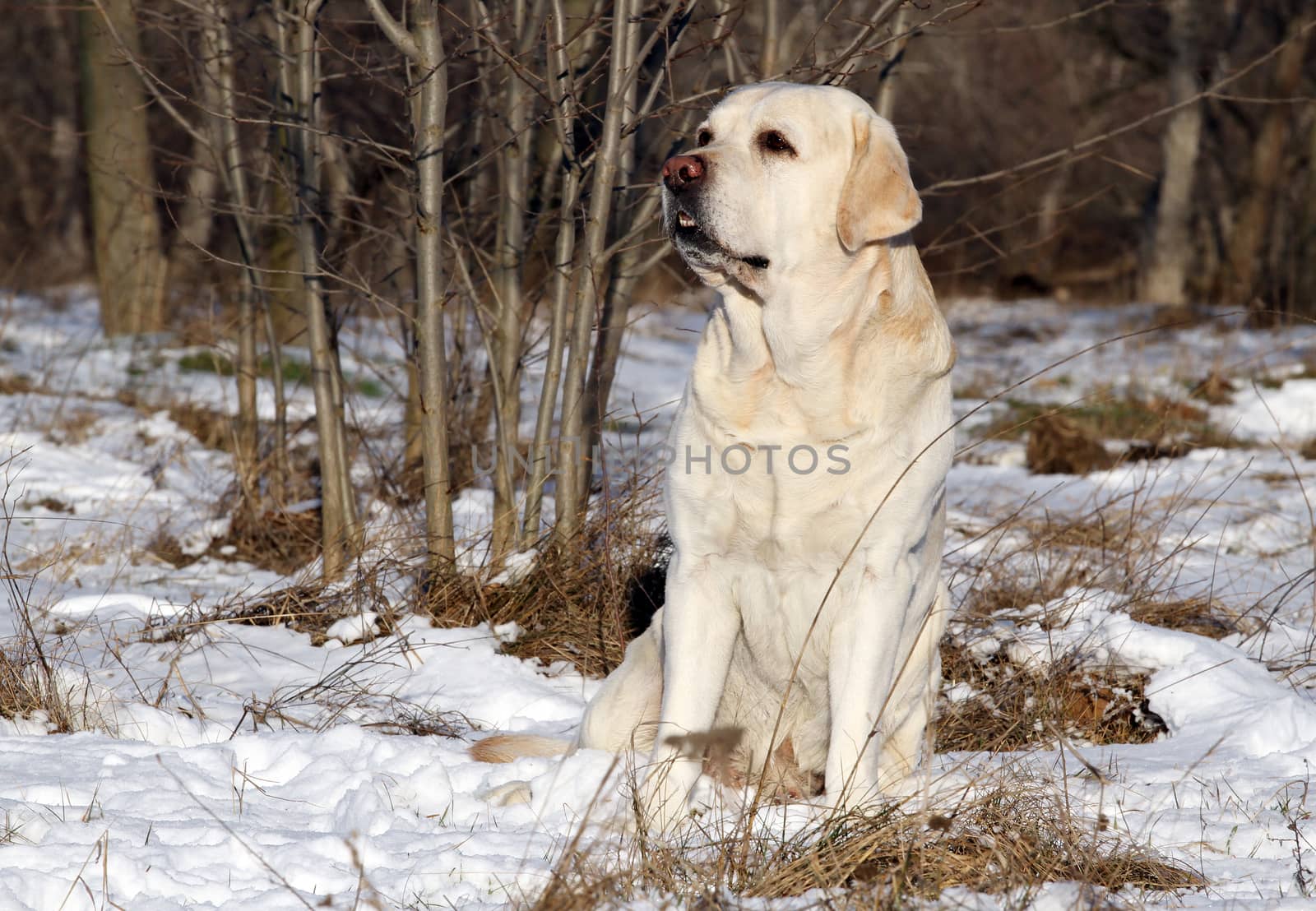 yellow labrador in the snow in winter portrait