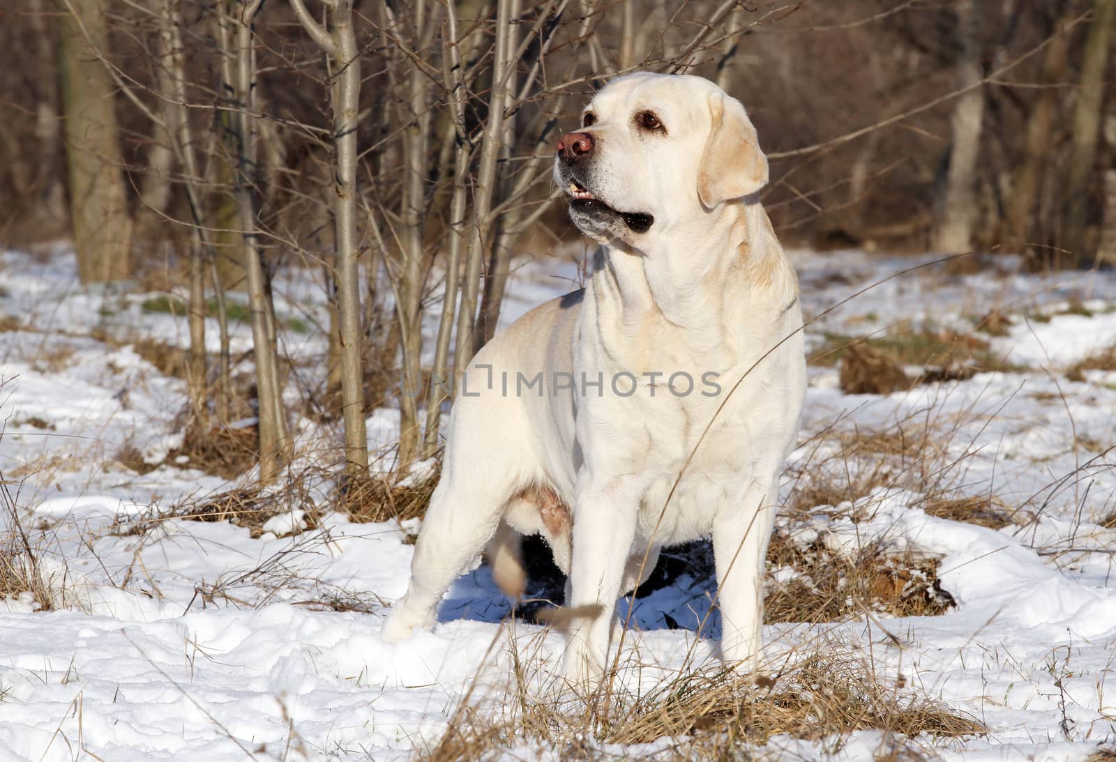 a yellow labrador in the snow in winter portrait