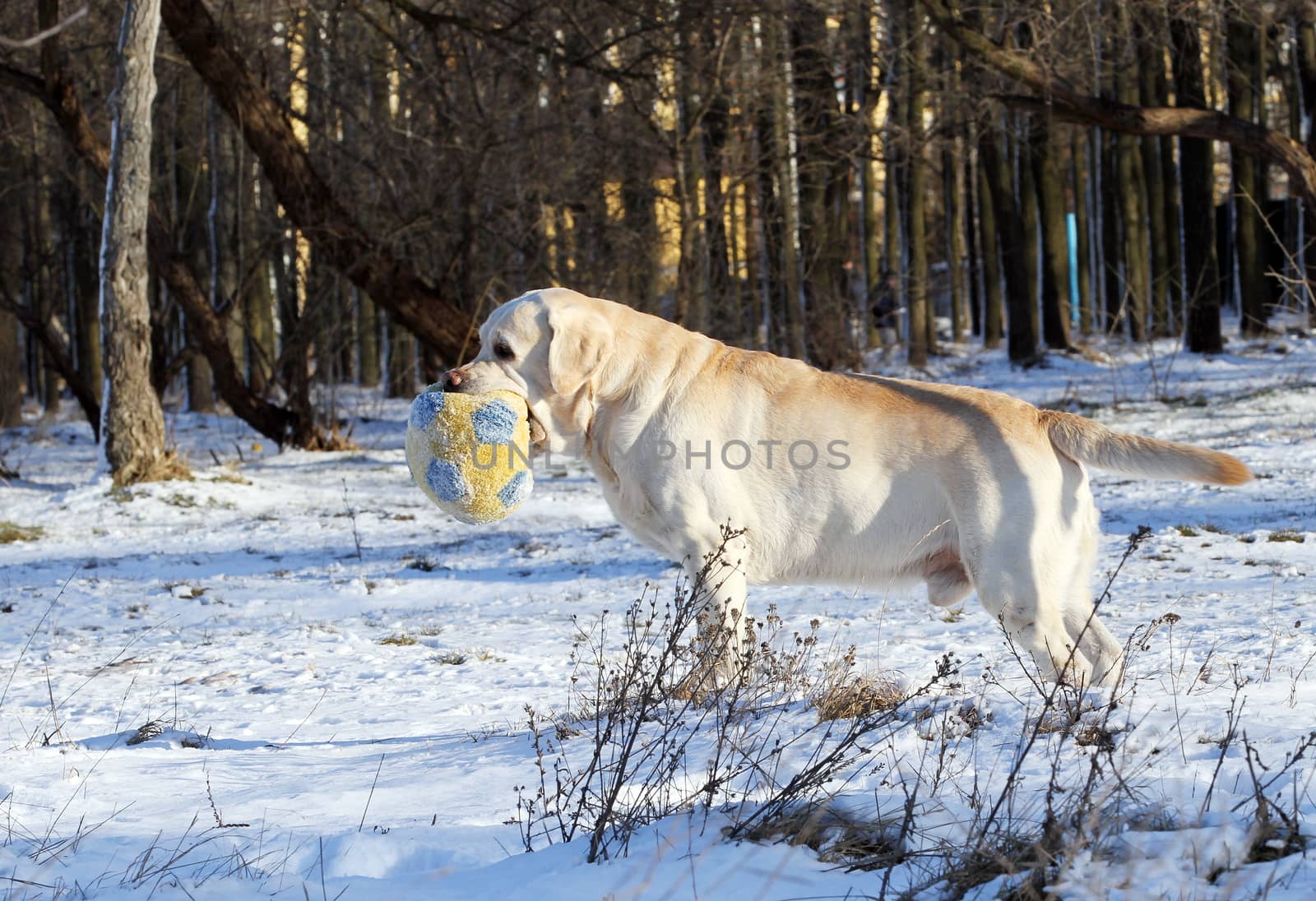 the yellow labrador in the snow in winter with a toy