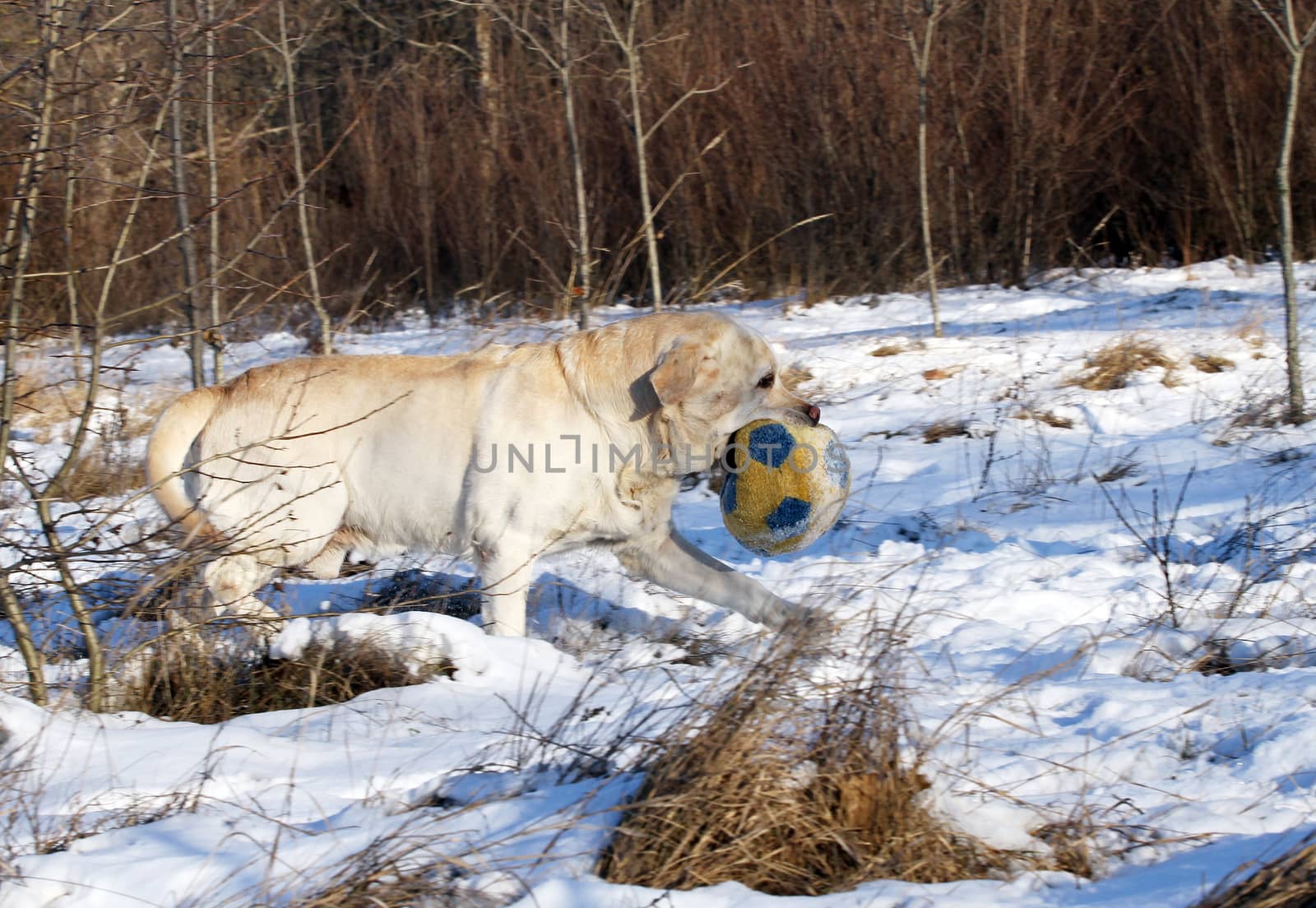 yellow labrador in the snow in winter with a toy