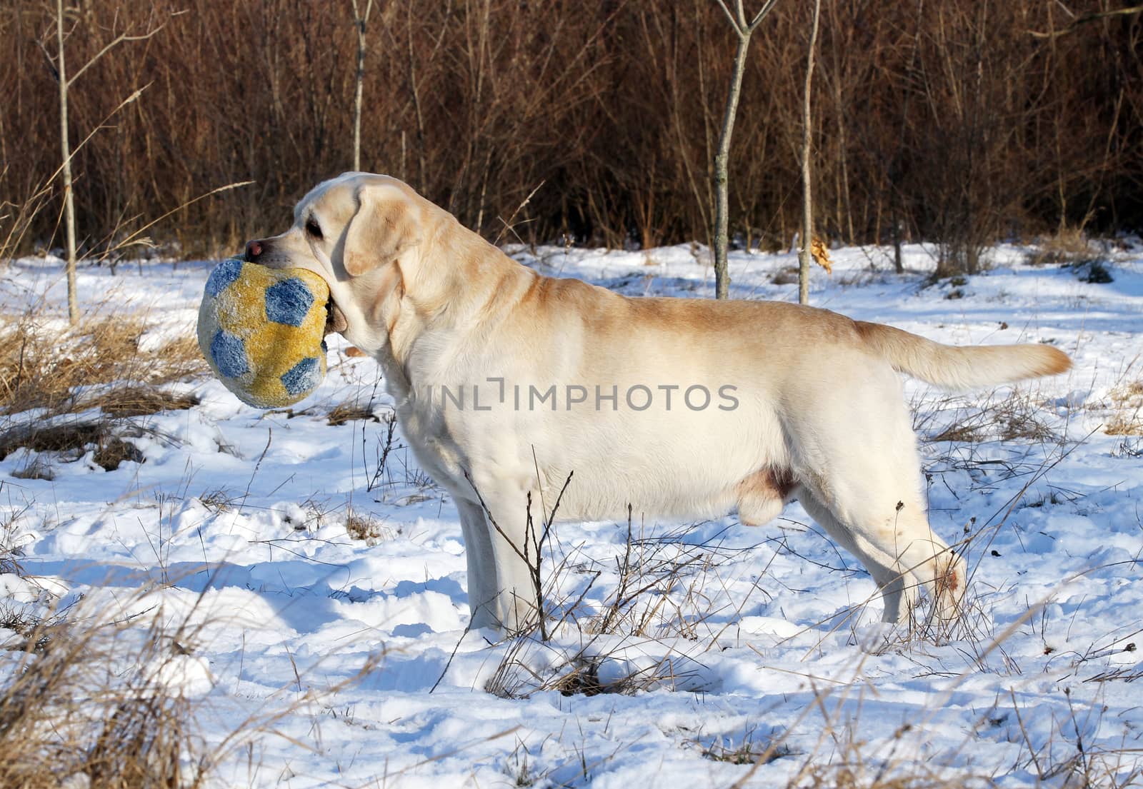 nice yellow labrador in the snow in winter with a toy