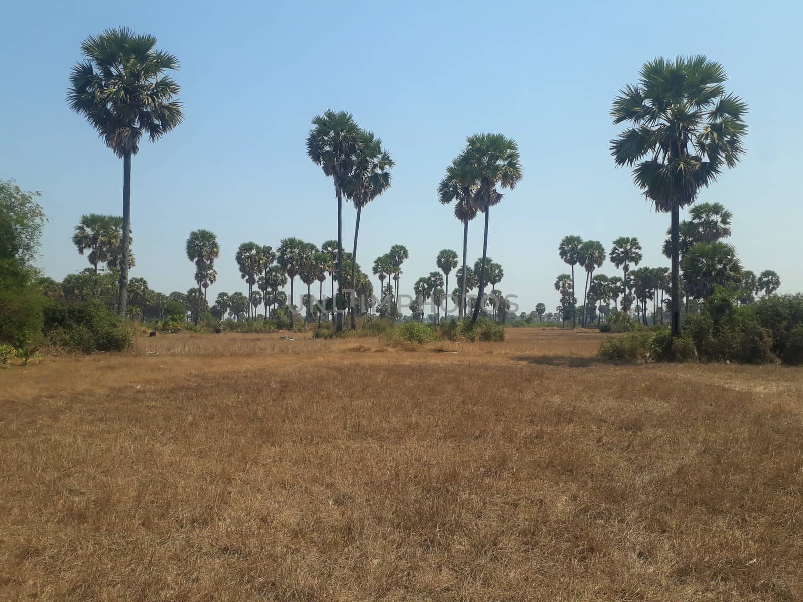 Cambodia rice paddy harvested and dry with sugar palm trees in the background