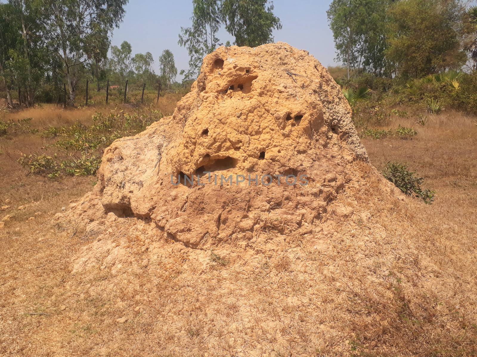 Termite mound in dry season asia