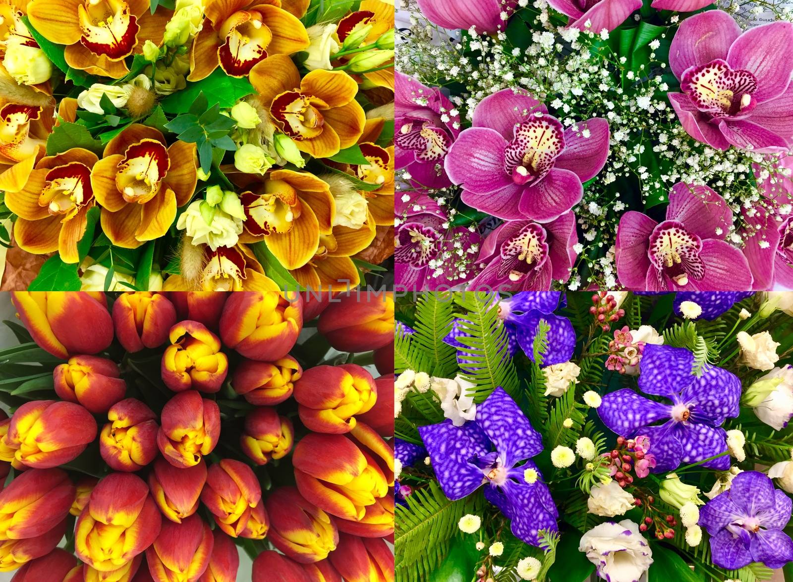 Collage of Orchids and tulips texture. Set of different exotic orchid flower for beautiful nature background. Top view.