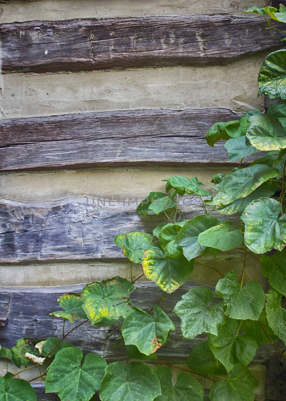 Log Cabin with Grape Vines on Wall by CharlieFloyd
