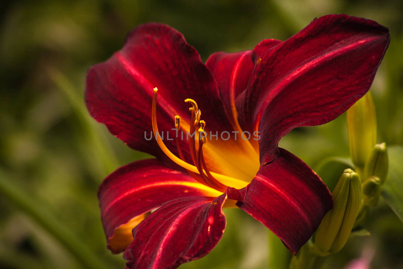 Burgundy Day Lily (Hemerocallis) cultivar. by kobus_peche