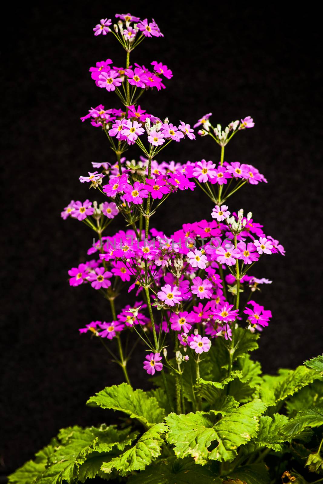 Macro photo of Fairy Primula plant with pink flowers on a black background.