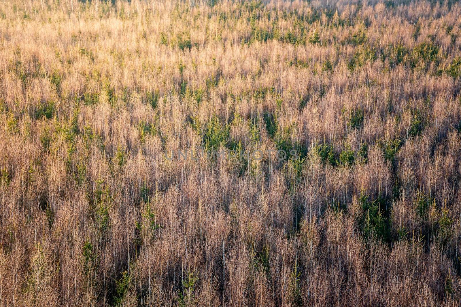 Aerial view of winter forrest with all the leaves fallen down. Mostly birch trees with some conifers. Nice Trees texture of forrest texture. by petrsvoboda91