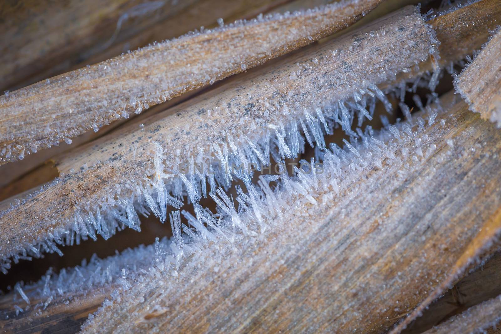 Texture background, pattern. Ice crystals detail on the sprigs of grass. Deposit of small white ice crystals formed on the ground or other surfaces when the temperature falls below freezing.