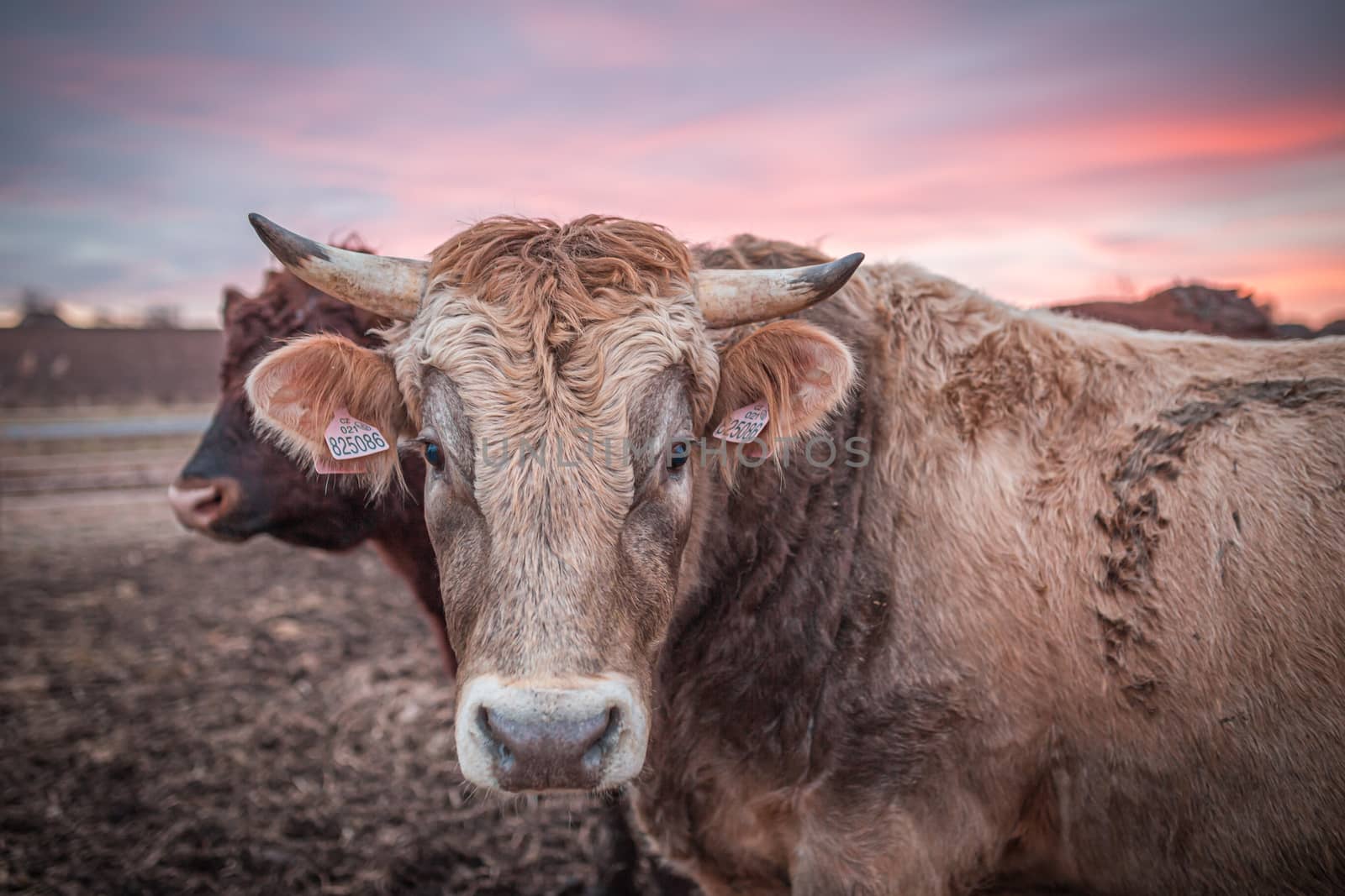 Happy cow or a bull on a muddy meadow during sunset in winter. Close up photo of cow head. by petrsvoboda91