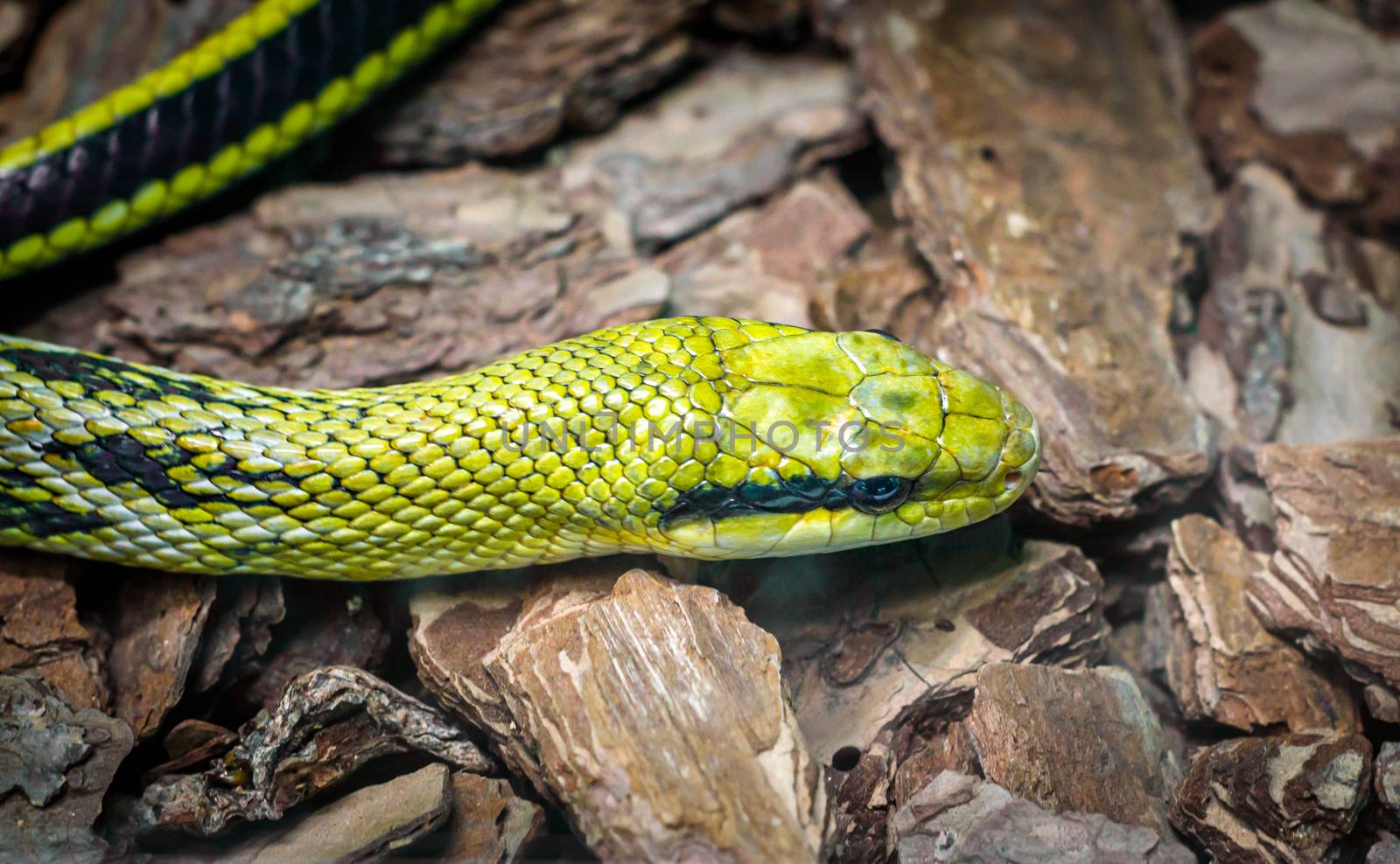 green snake head and eye close up