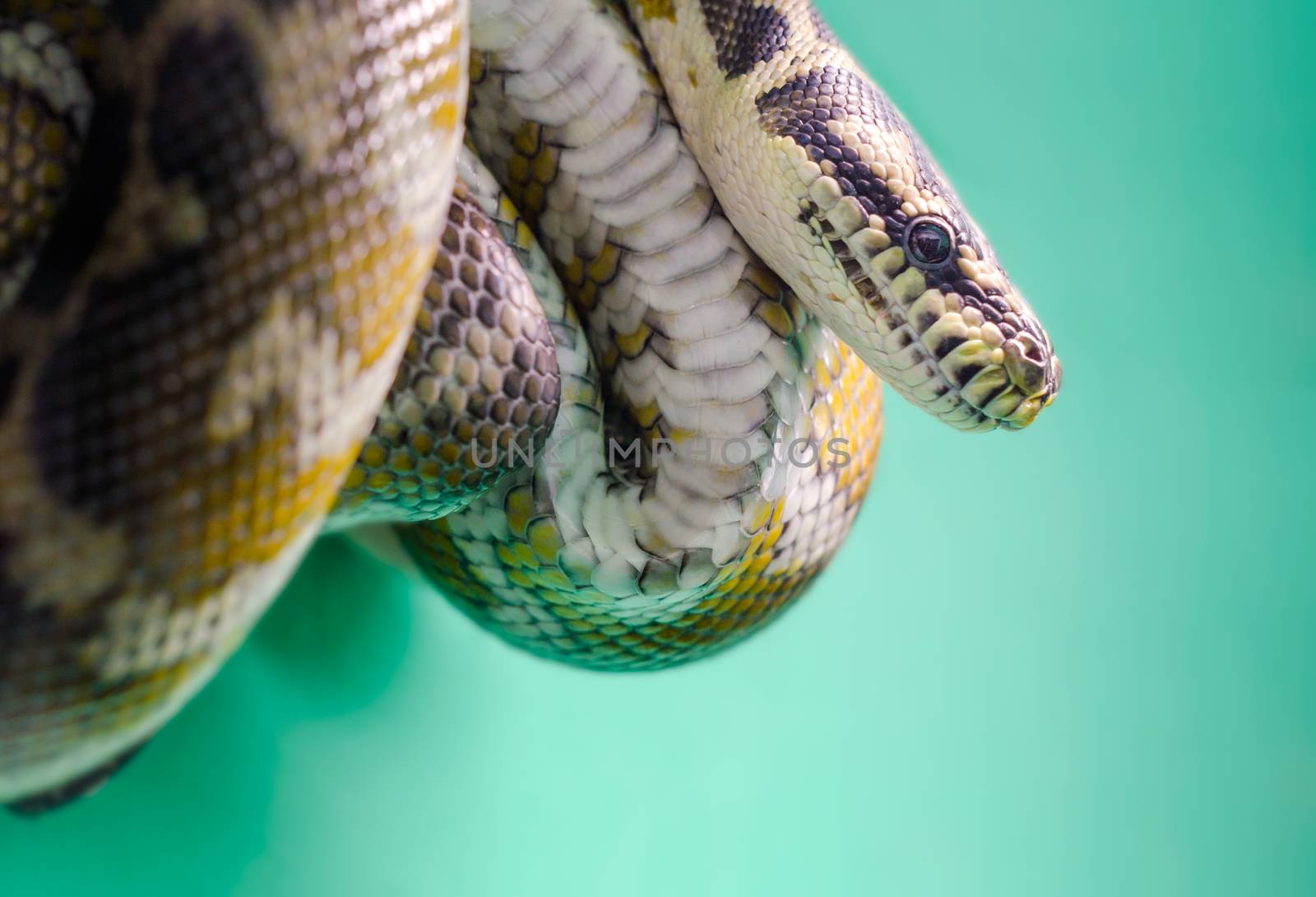 head and eye of a snake hanging on a branch isolated on a green background close up