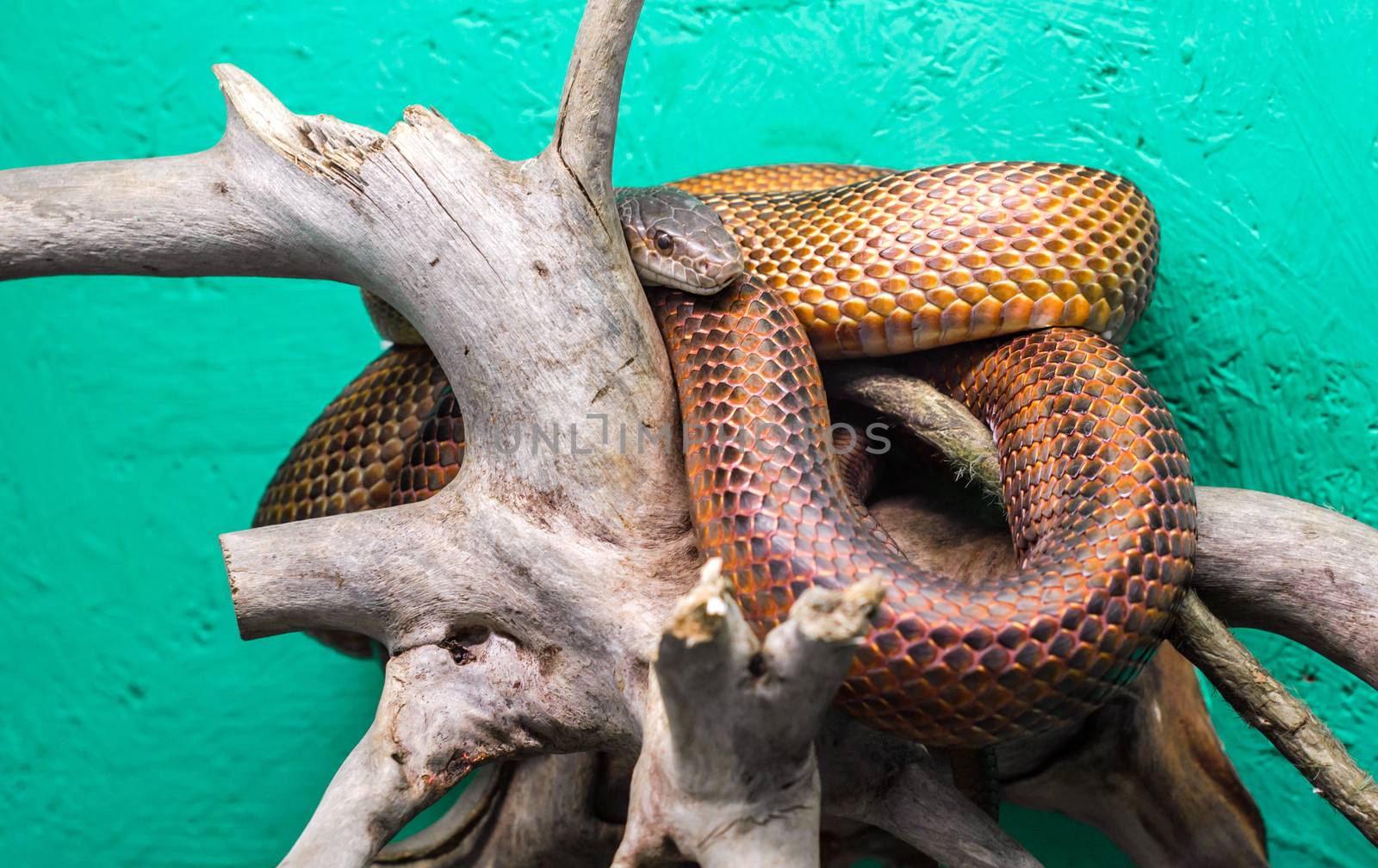 head and eye of a snake hanging on a branch isolated on a green background close up