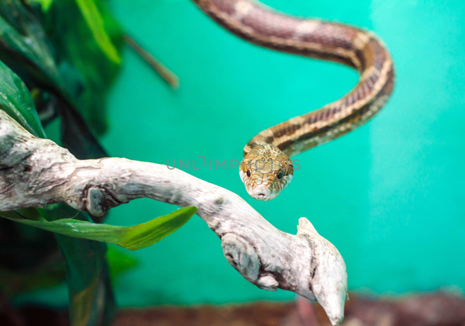 head and eye of a snake hanging on a branch isolated on a green background close up