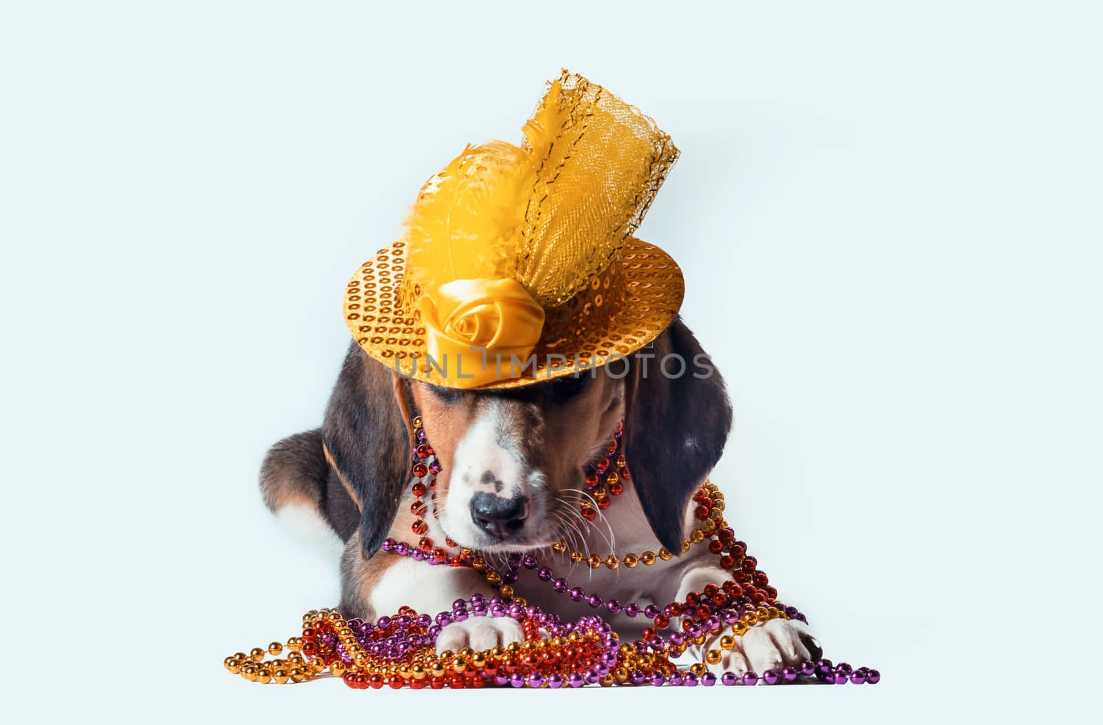 mardi gras puppy with long ears in multi-colored beads and carnival hat lies on white background