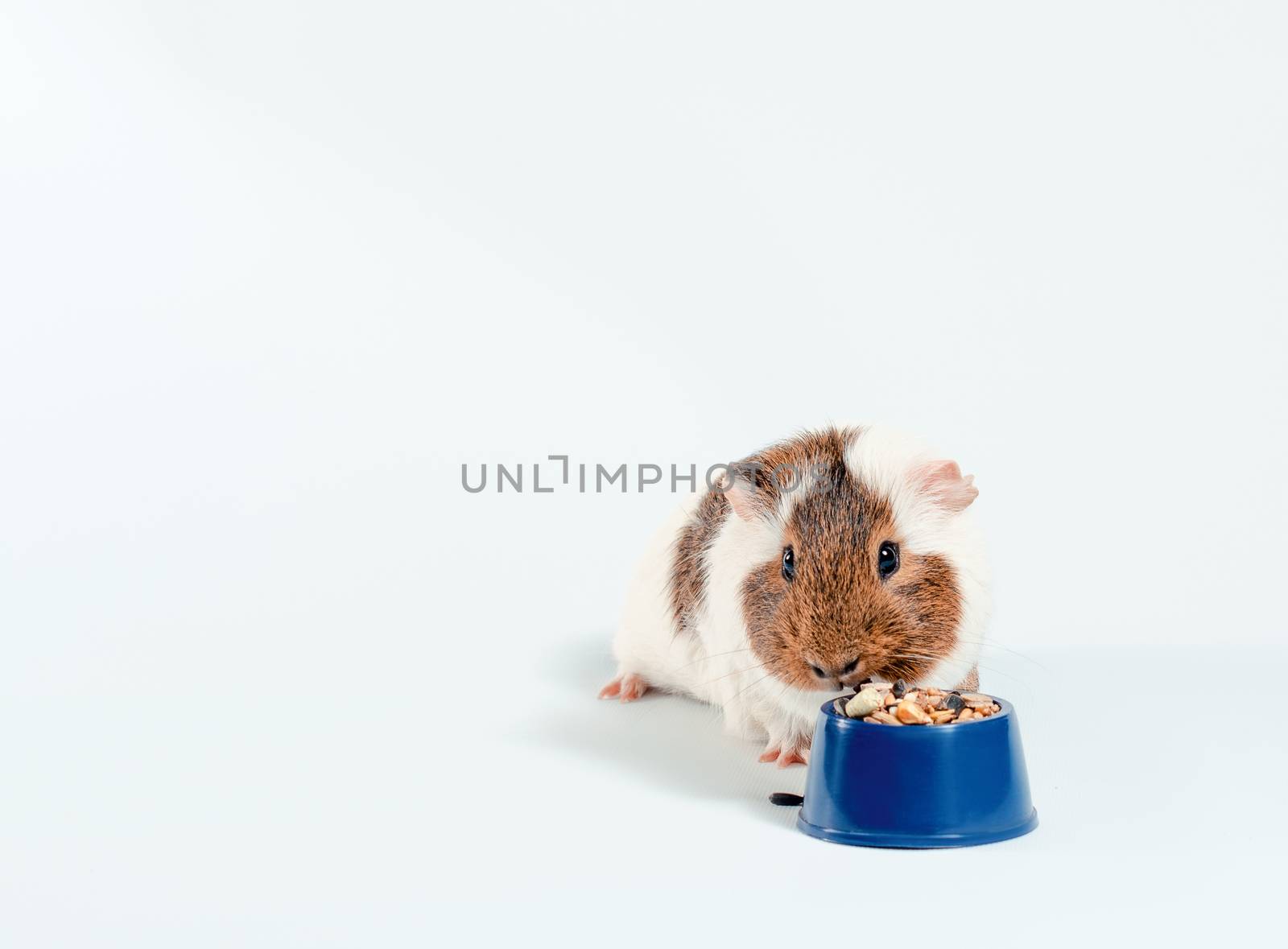 white and brown guinea pig eats its food from a blue bowl on a white background