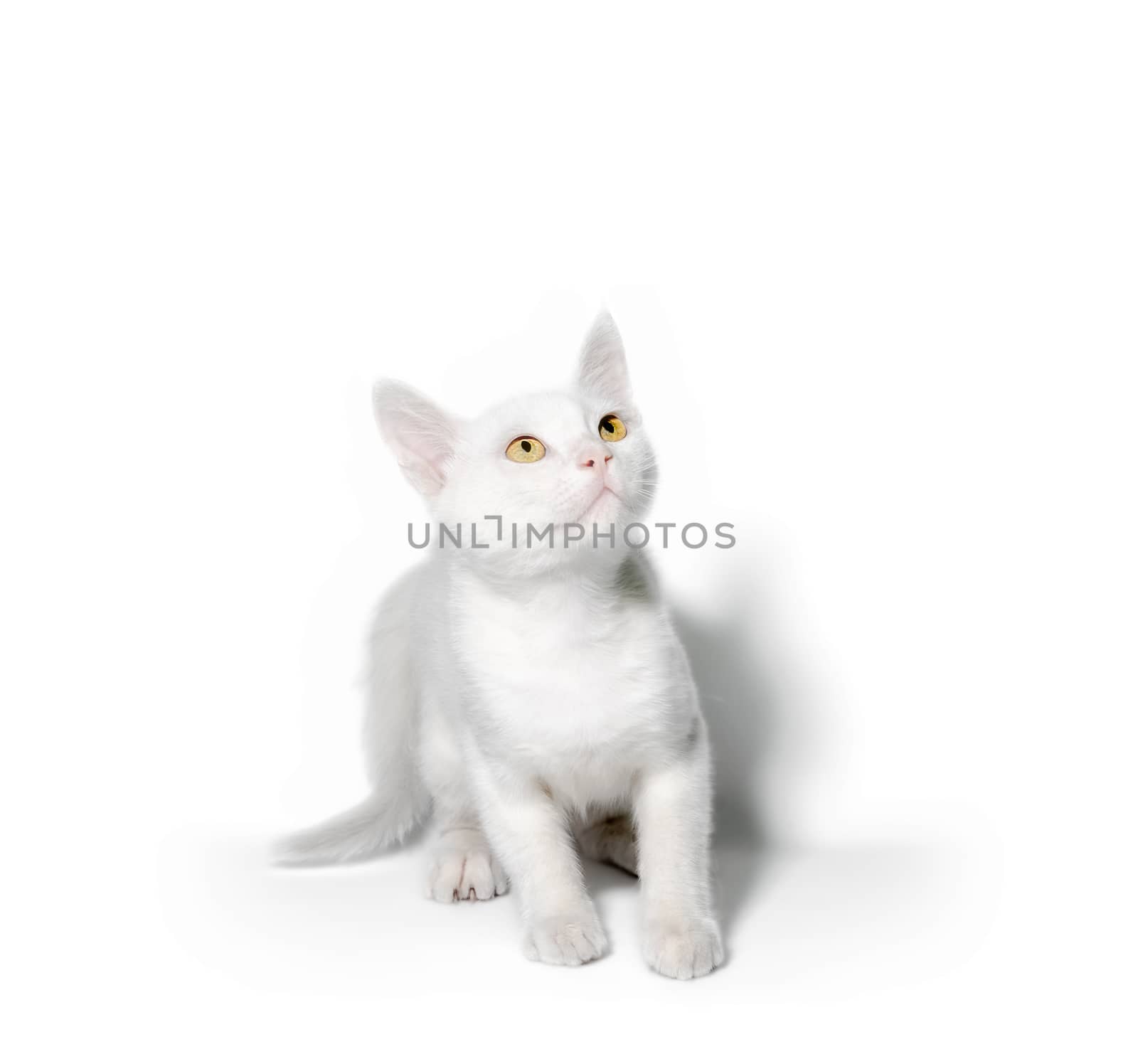 little white fluffy kitten with yellow eyes looks up on a light background isolated