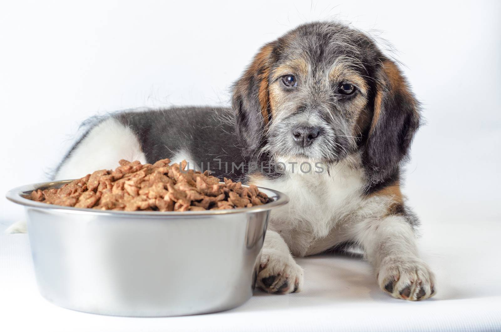 shaggy puppy mongrel with a metal bowl of dry food