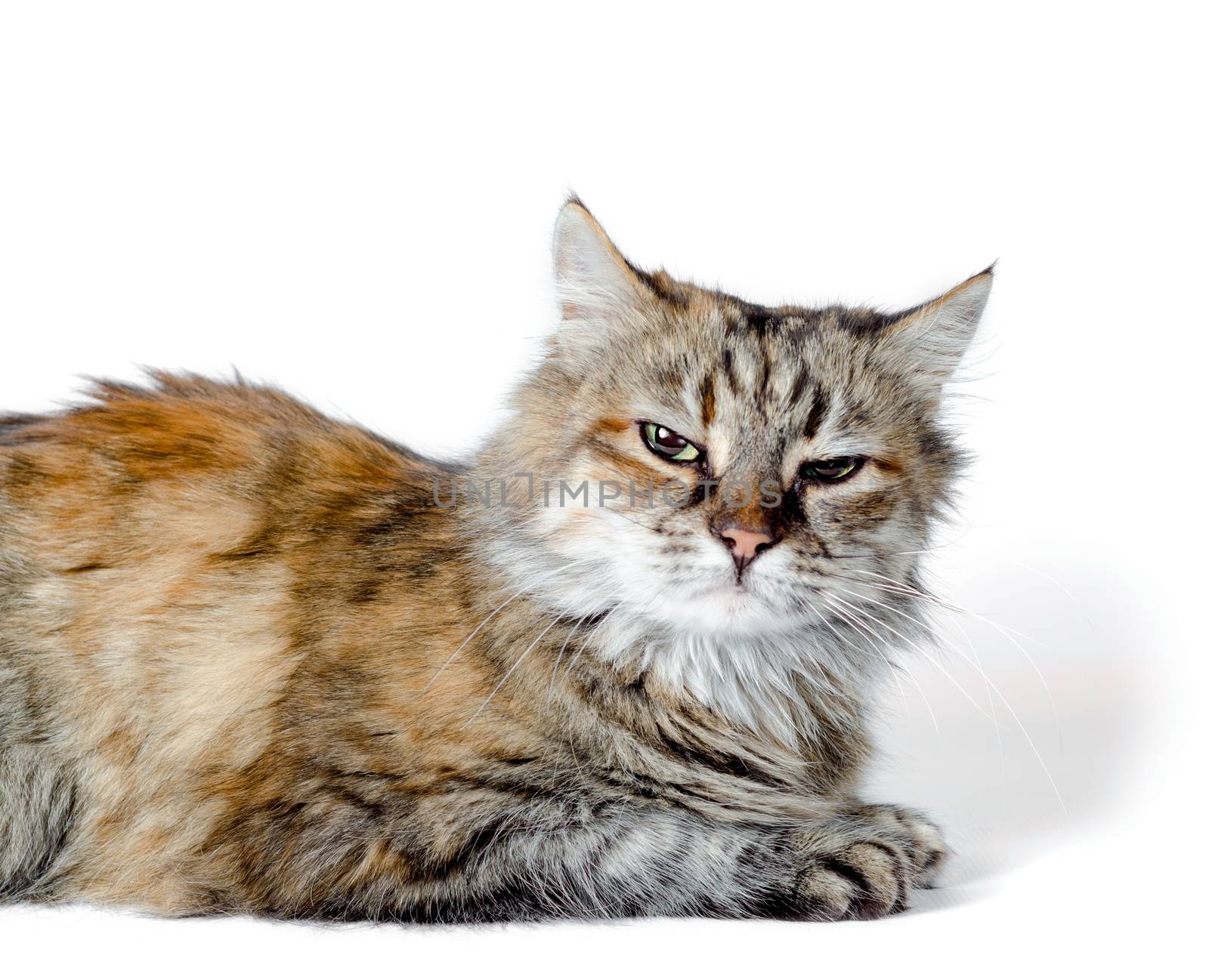 angry red cat isolated on white background