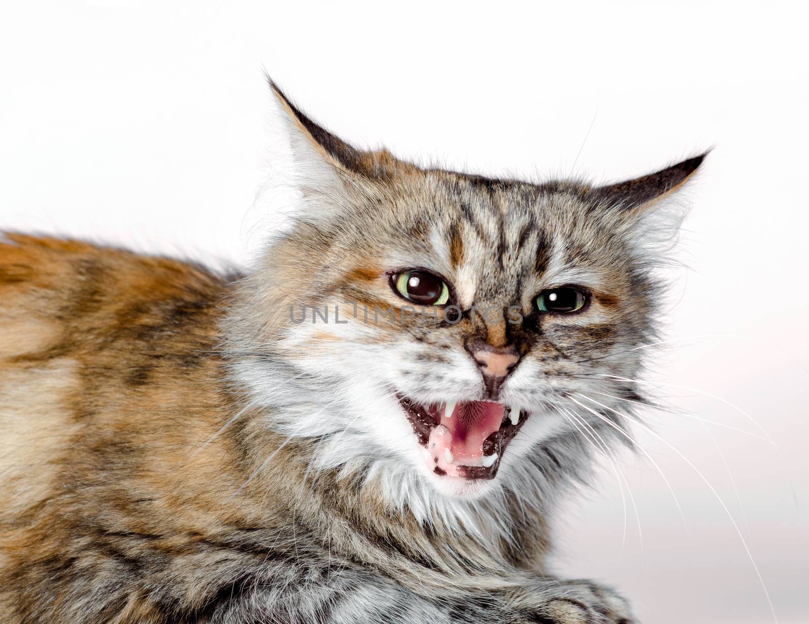 aggressive angry ginger cat with open mouth isolated on white background