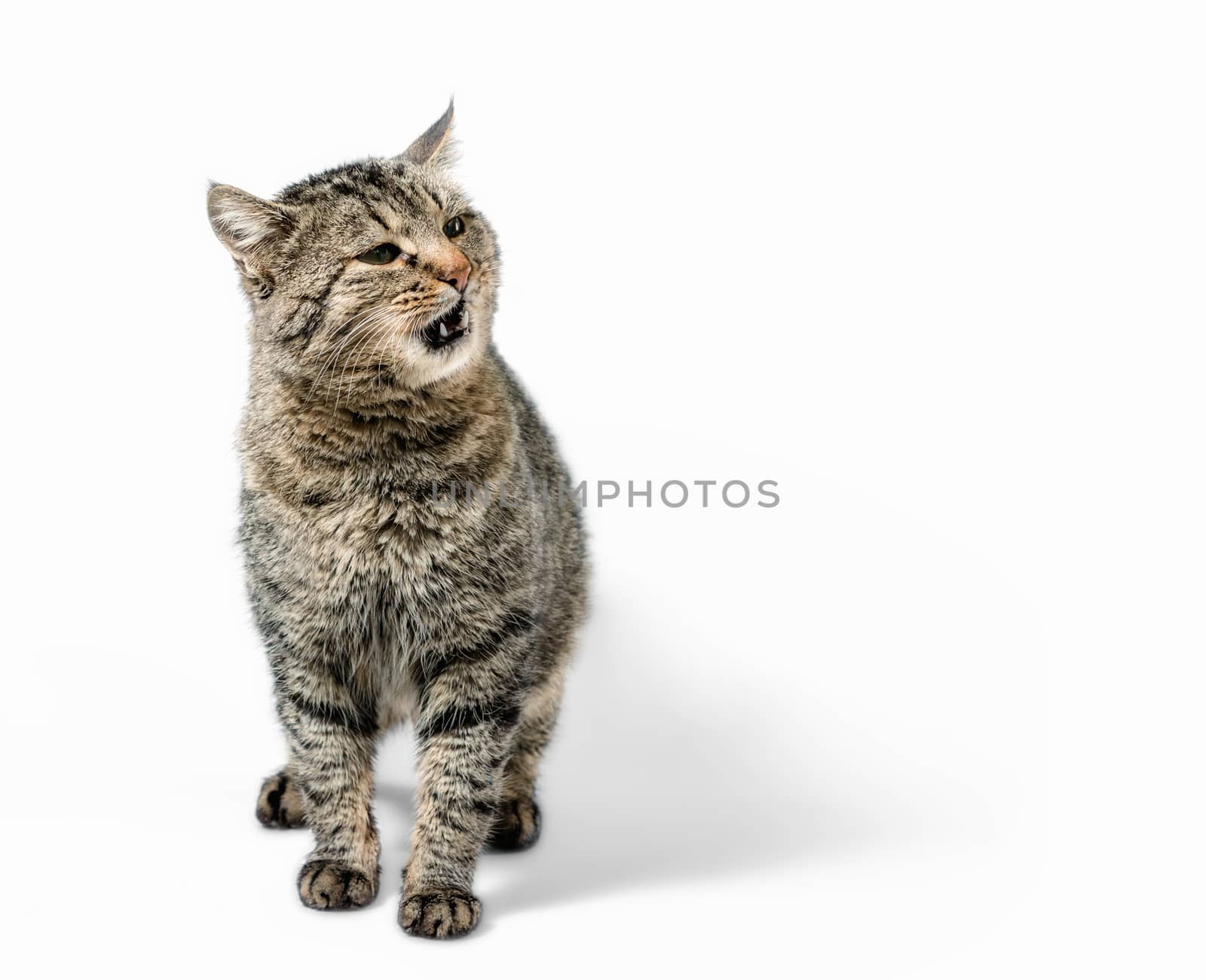 surprised gray cat with open mouth on a white background isolated