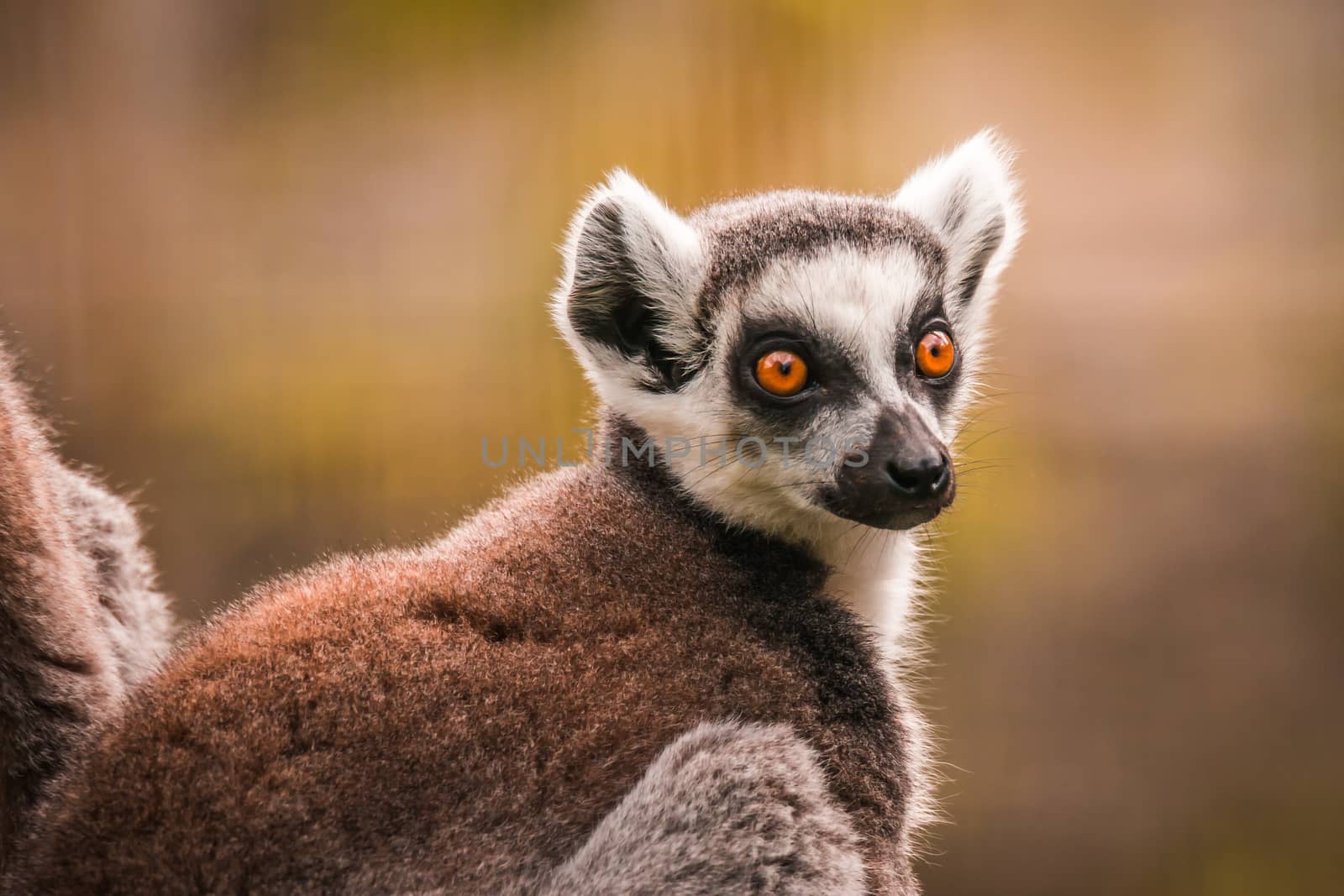 Close up of a ring-tailed lemur, Madagascar by petrsvoboda91