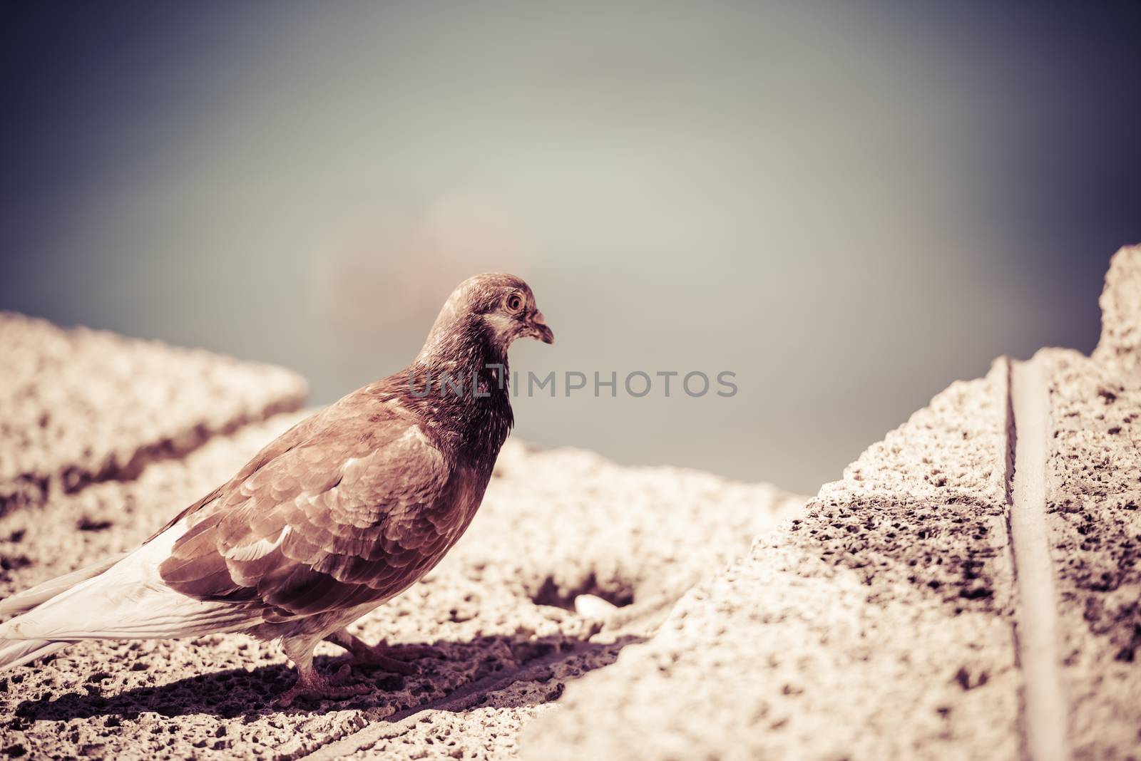 Pigeon on stone, stylized photo