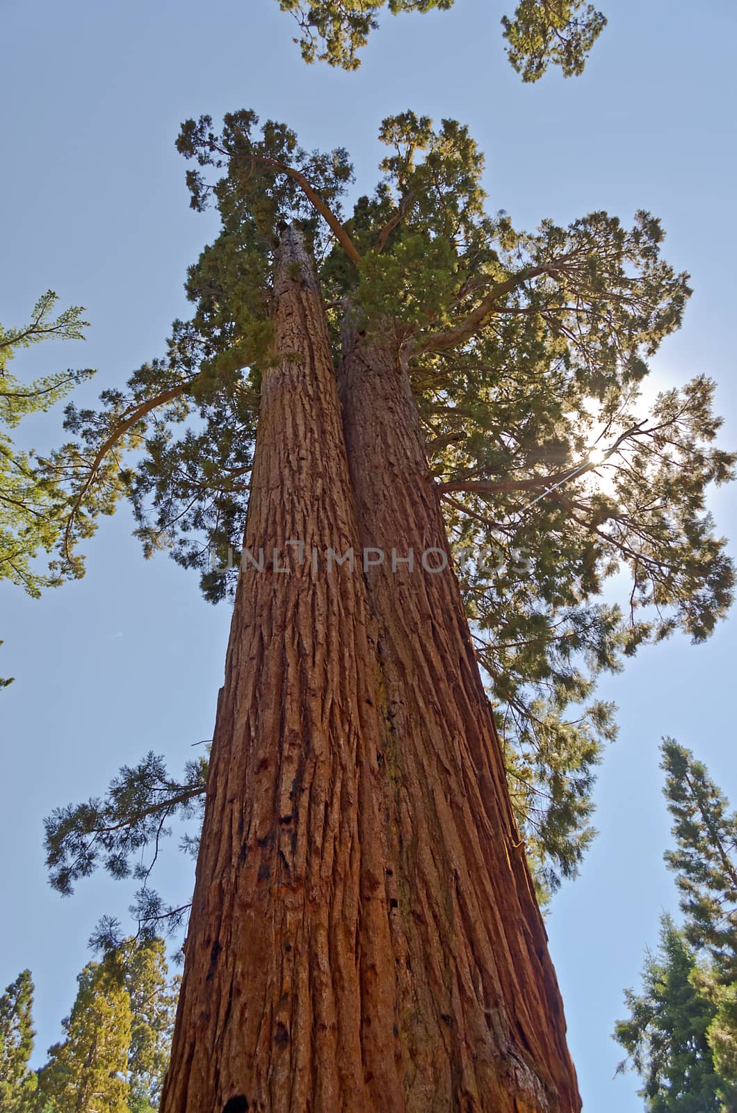 Giant Sequoias, Mariposa Grove in Yosemite National Park, California, USA