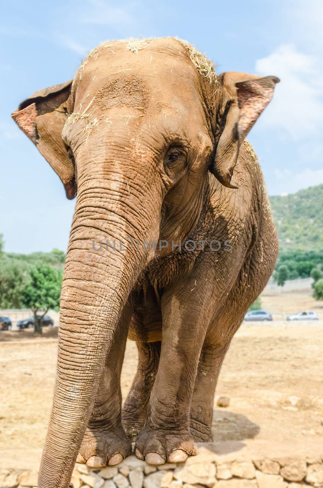 Vertical portrait of an elephant in a zoo by marcorubino