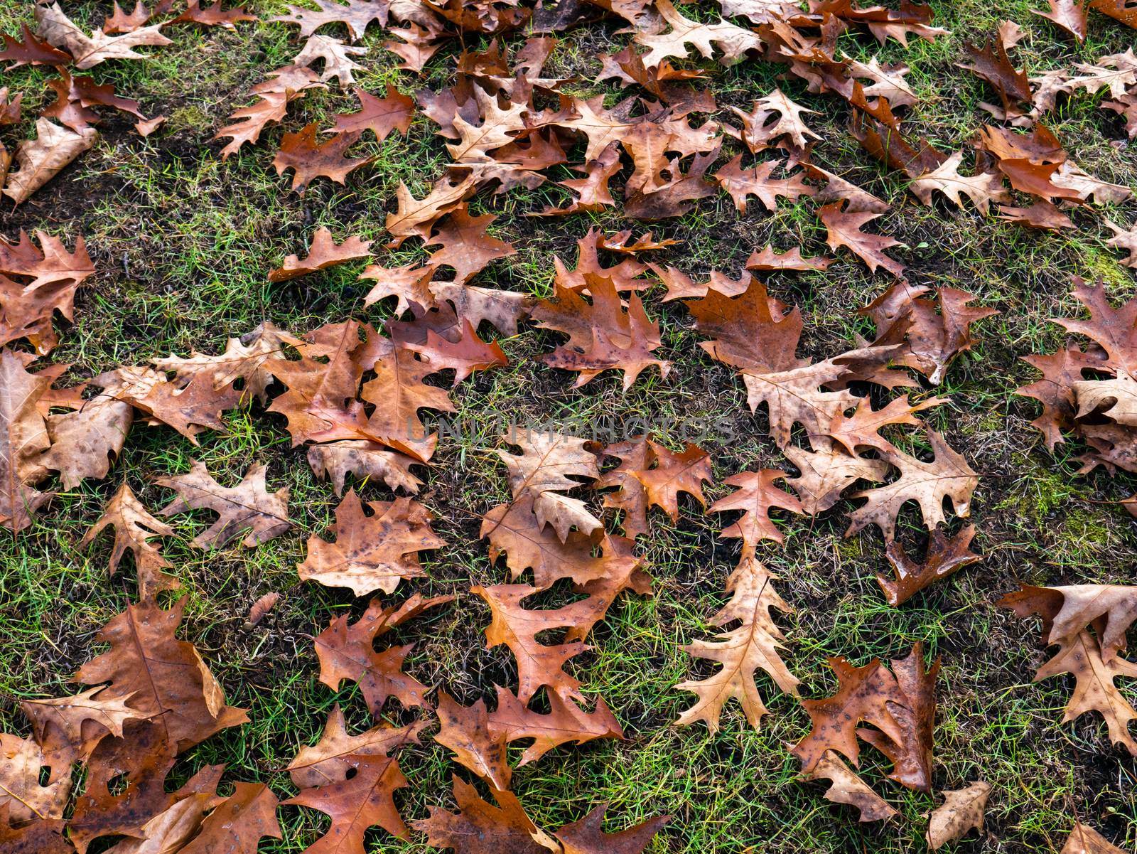 Fall season in a park. Fallen foliage on green grass background. Oak leaves on the ground