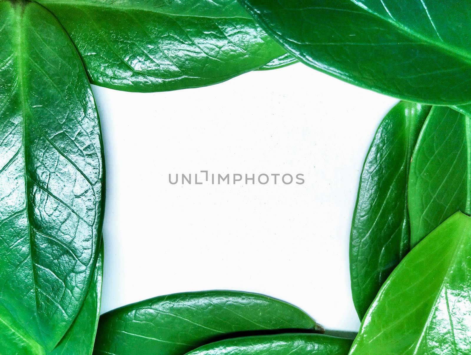 Frame from a green leaf placed on a white background