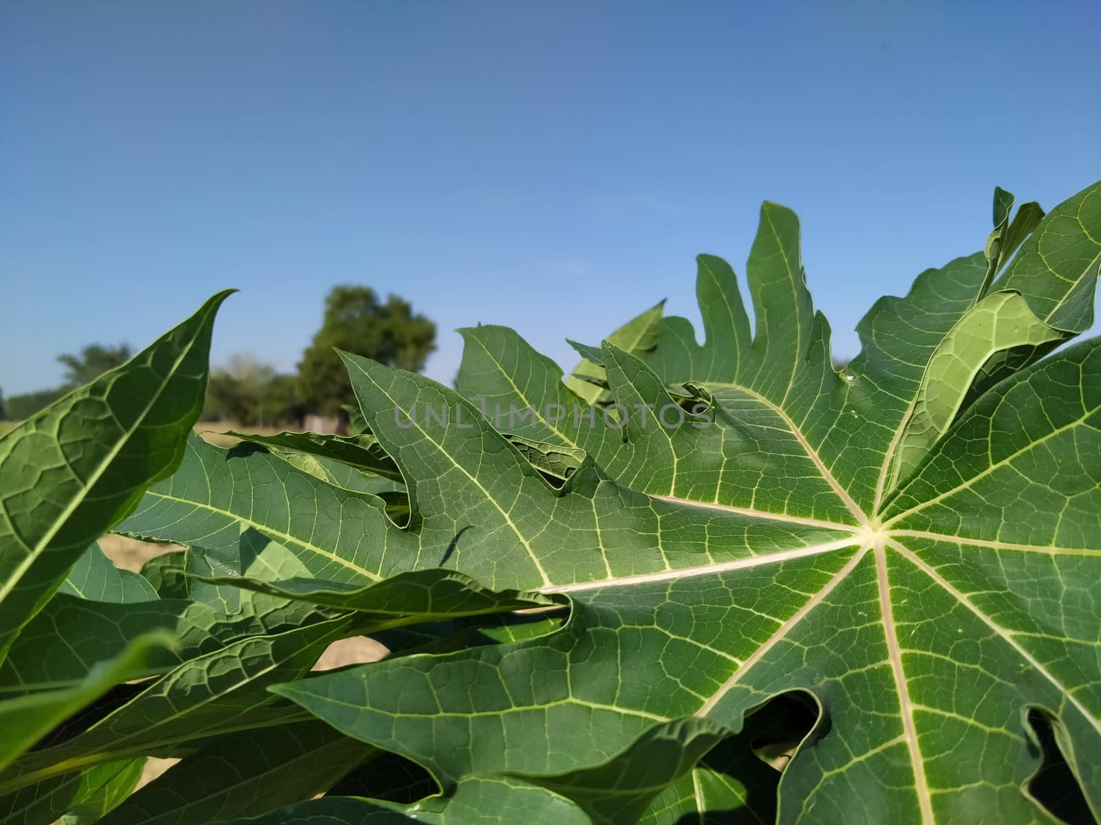 Papaya leaves and clear sky beautiful background