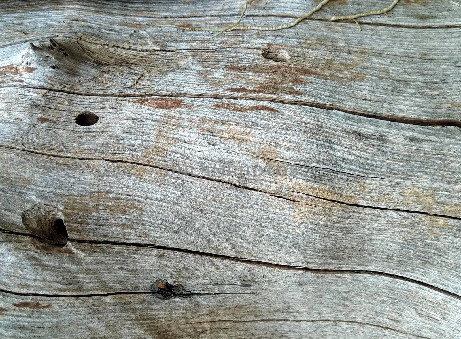 The pattern of the surface of the dry wood background. Rough pattern of the old wood