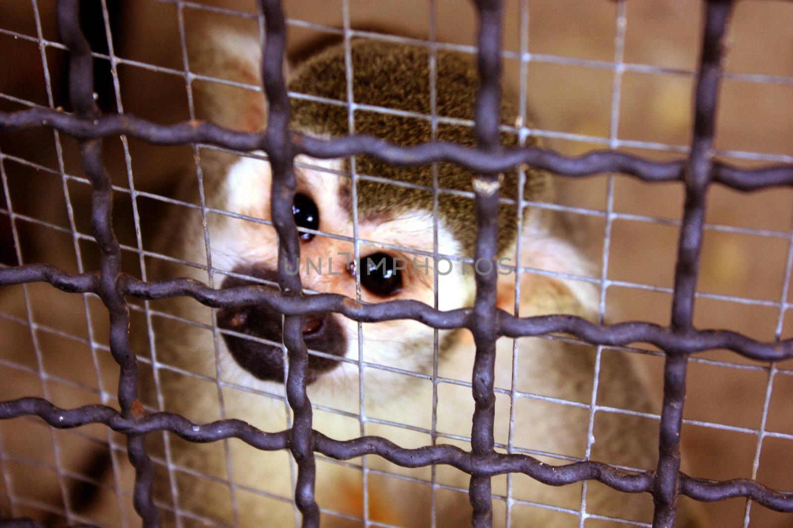 Poor eyes of the little monkey in a cage. Problems of wildlife trafficking.