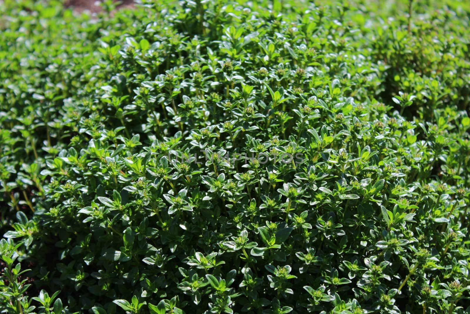 The picture shows a field of thyme in the garden