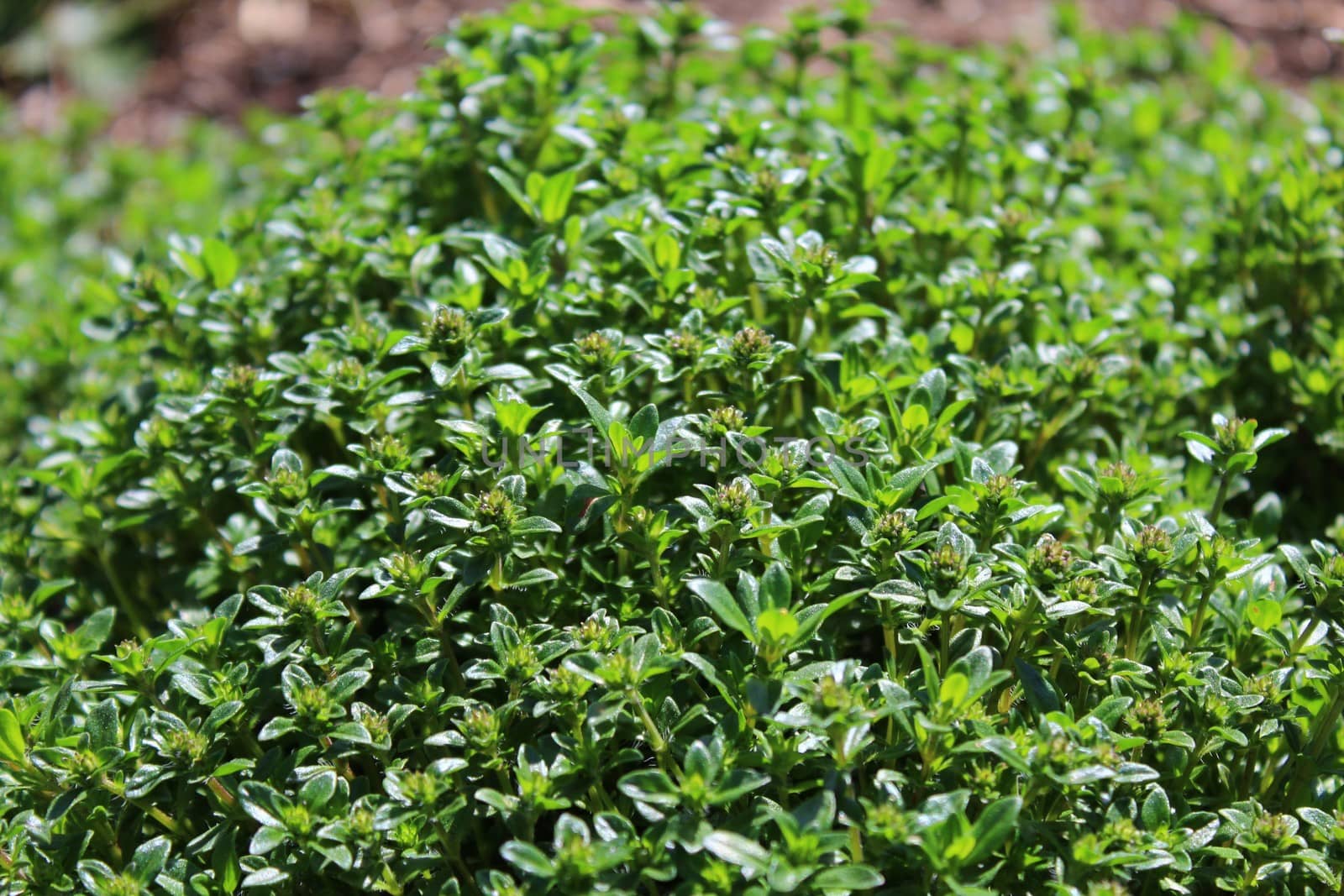 The picture shows a field of thyme in the garden