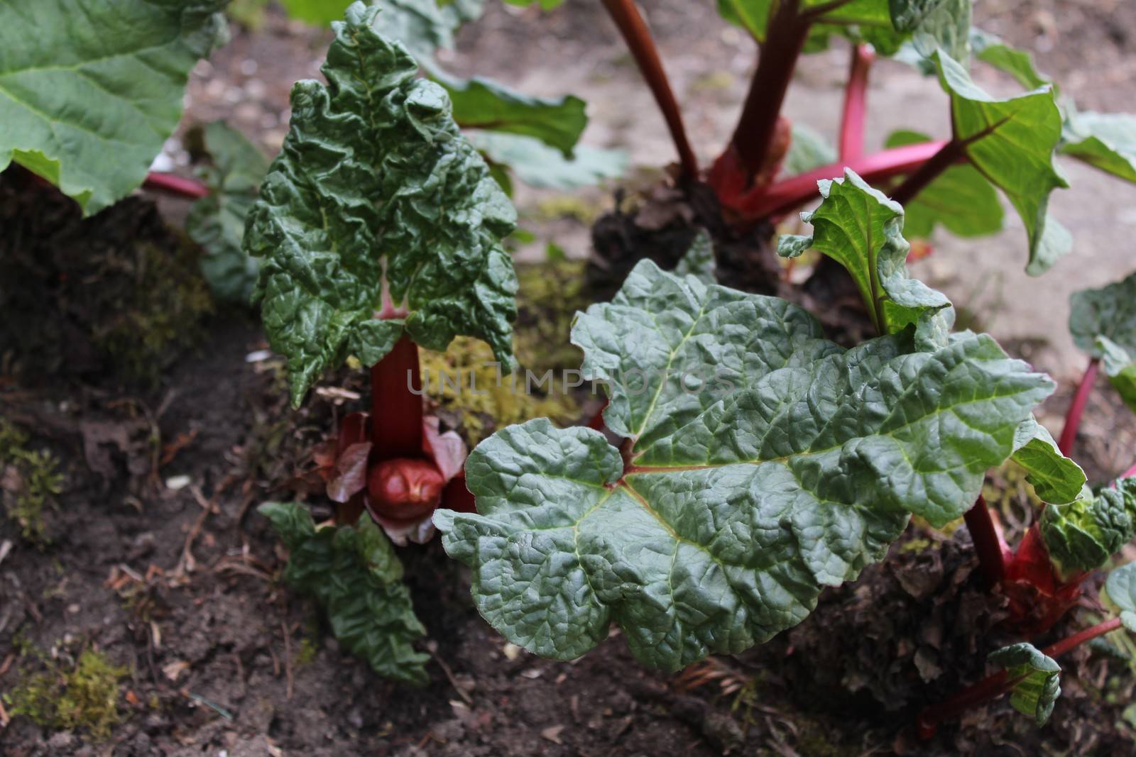 The picture shows rhubarb in the ground