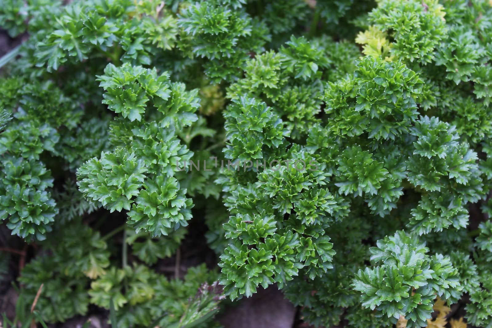 The picture shows parsley field in the garden