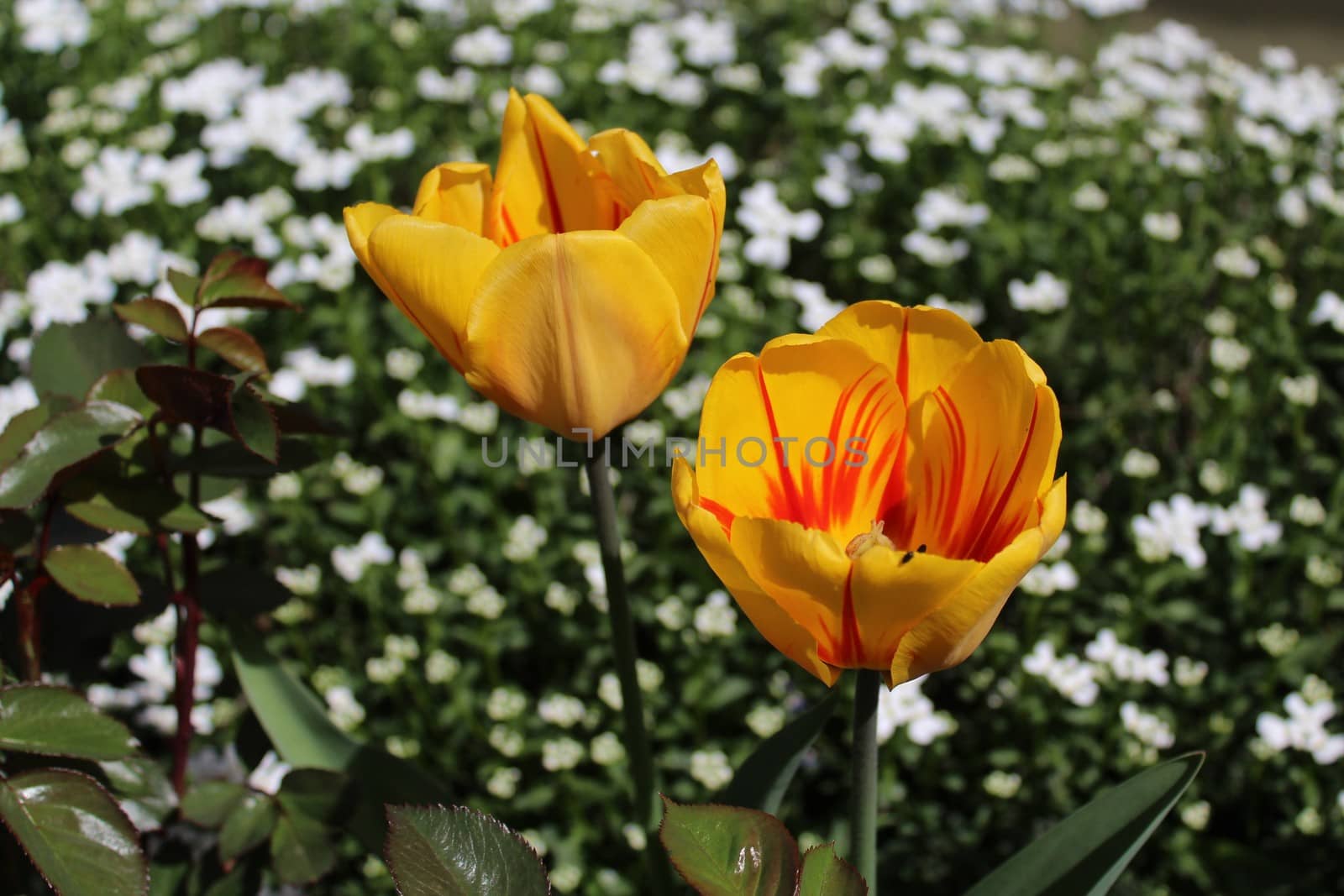 The picture shows yellow tulips and sweet alyssum