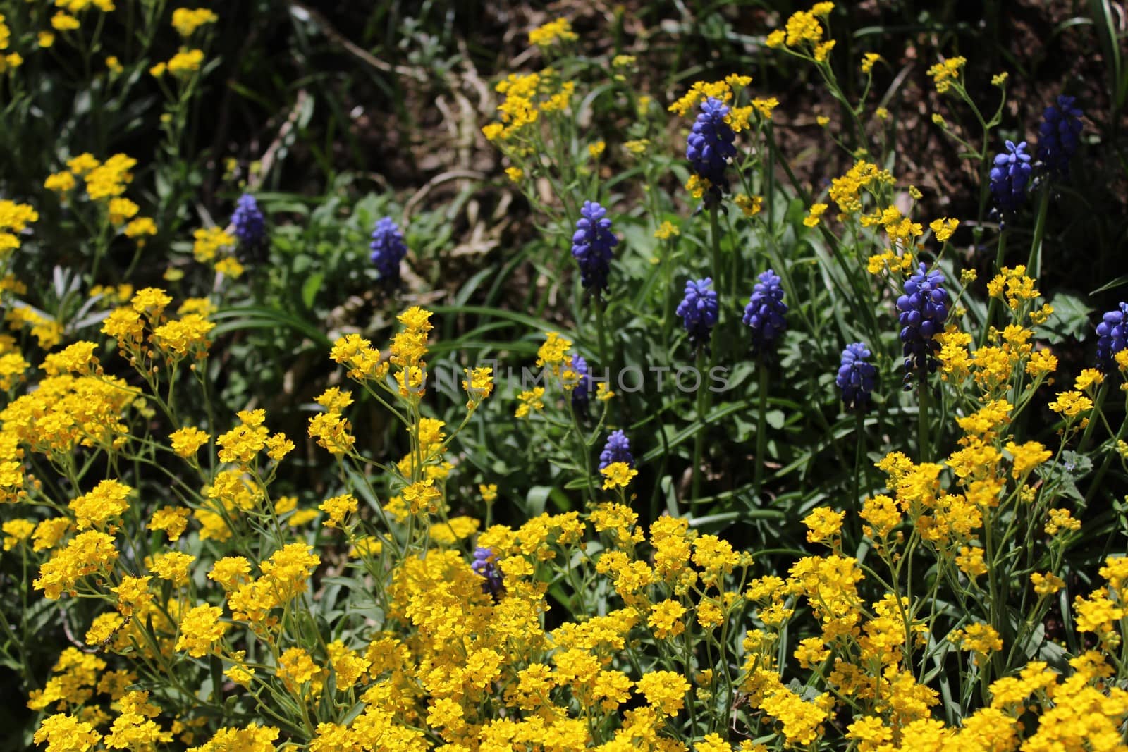 The picture shows a grape hyacinth and sweet alyssum in the garden